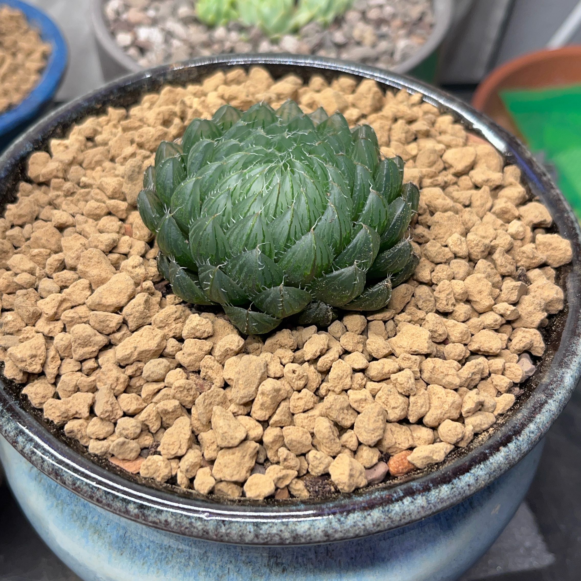 Photo of the plant species Emerald Cloud Haworthia by @FancierDuranta named Hamilton on Greg, the plant care app