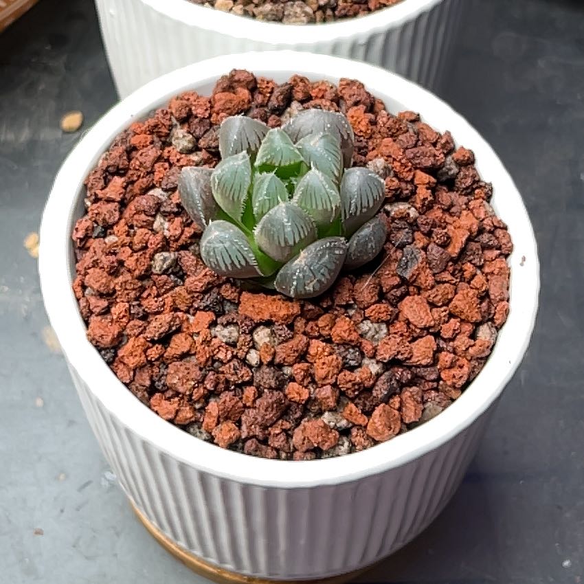 Plant care for Haworthia turgida on Greg, the plant care app