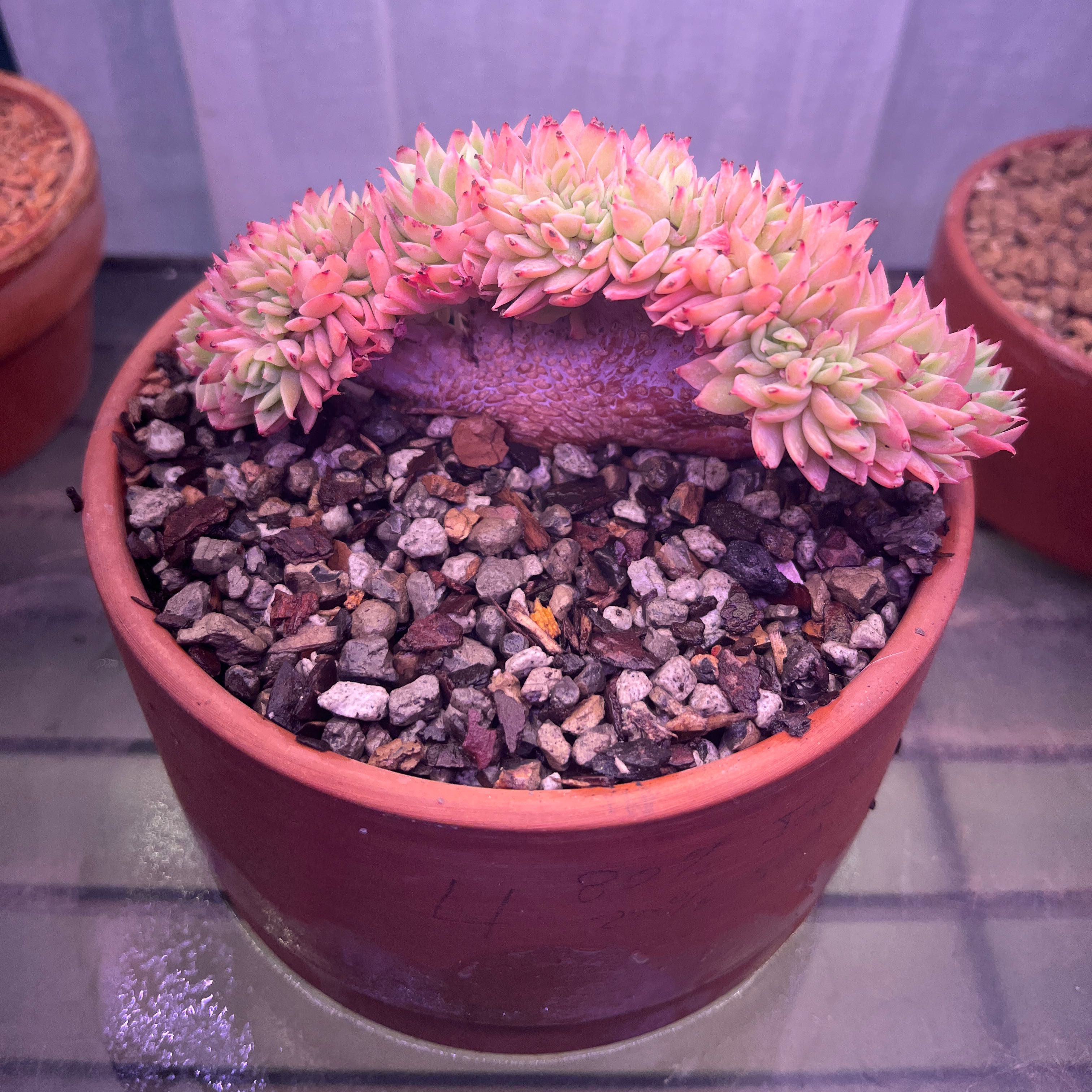 Photo of the plant species Echeveria Pansy Crested by @FancierDuranta named Plato on Greg, the plant care app