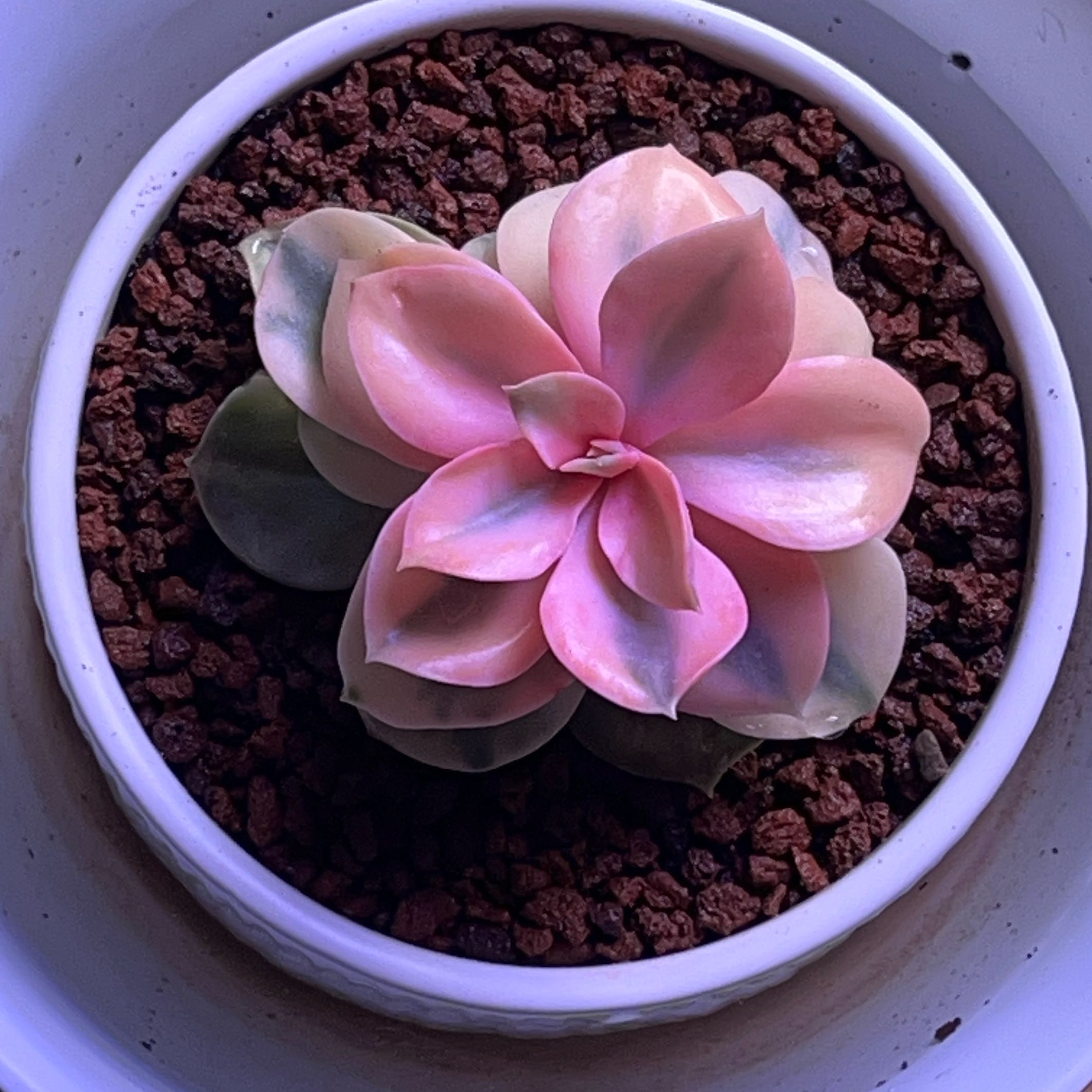 Photo of the plant species Rainbow Echeveria by @FancierDuranta named Leaf Erickson on Greg, the plant care app