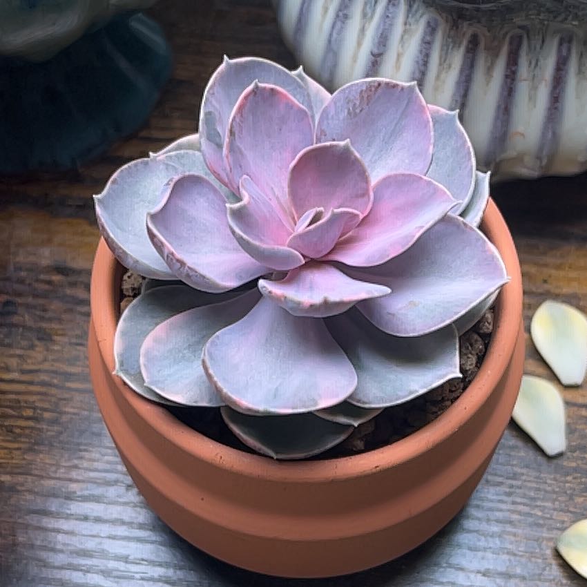 Photo of the plant species Rainbow Echeveria by @FancierDuranta named Beckham on Greg, the plant care app