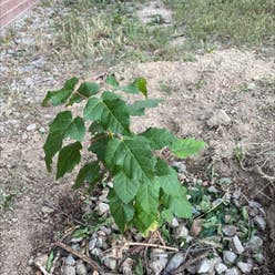 Amur Maple plant