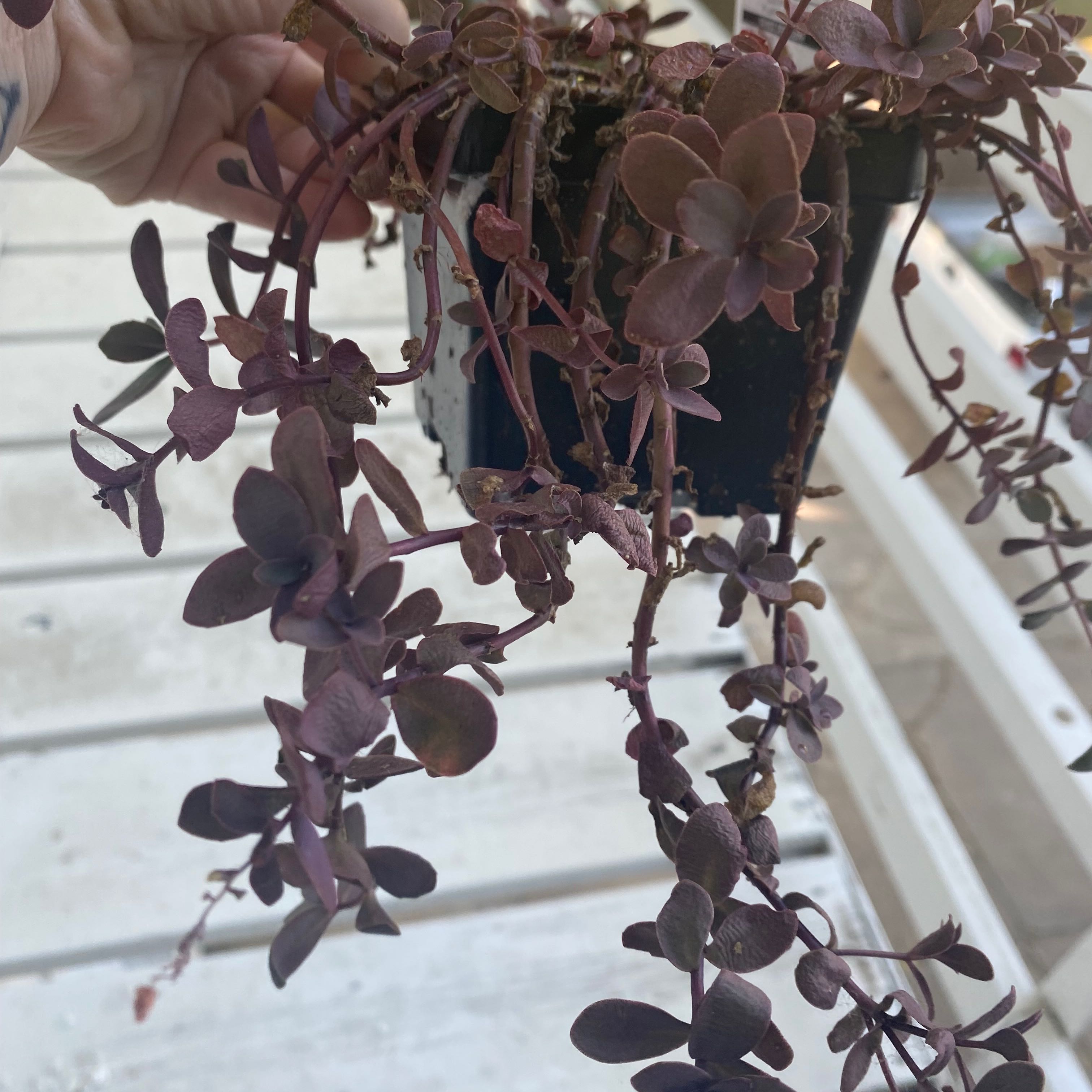 Photo of the plant species Firecracker Stonecrop by @LovablyBibi named Bojangles on Greg, the plant care app
