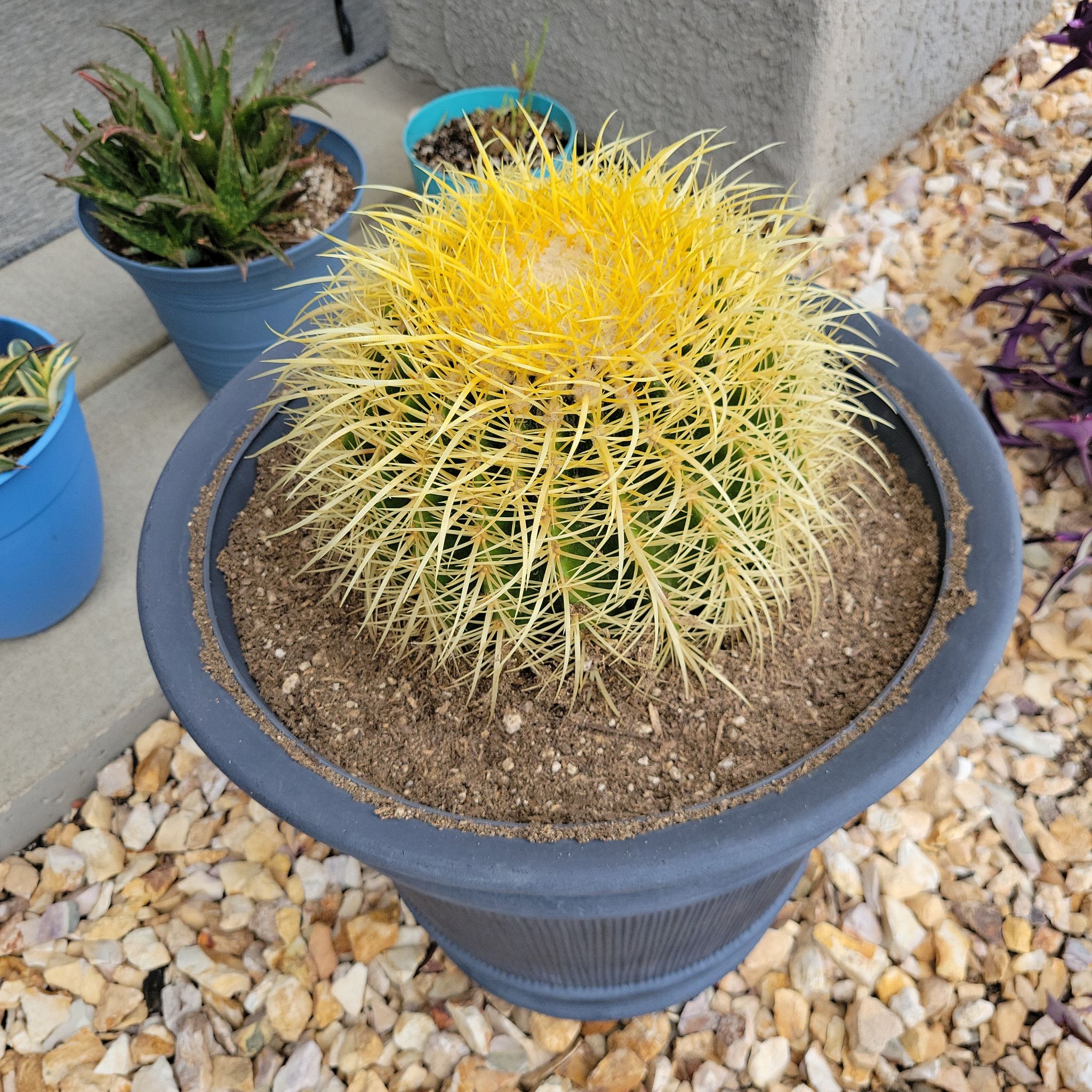 Compass Barrel Cactus in a pot with yellowing at the top, visible soil, and dry appearance.