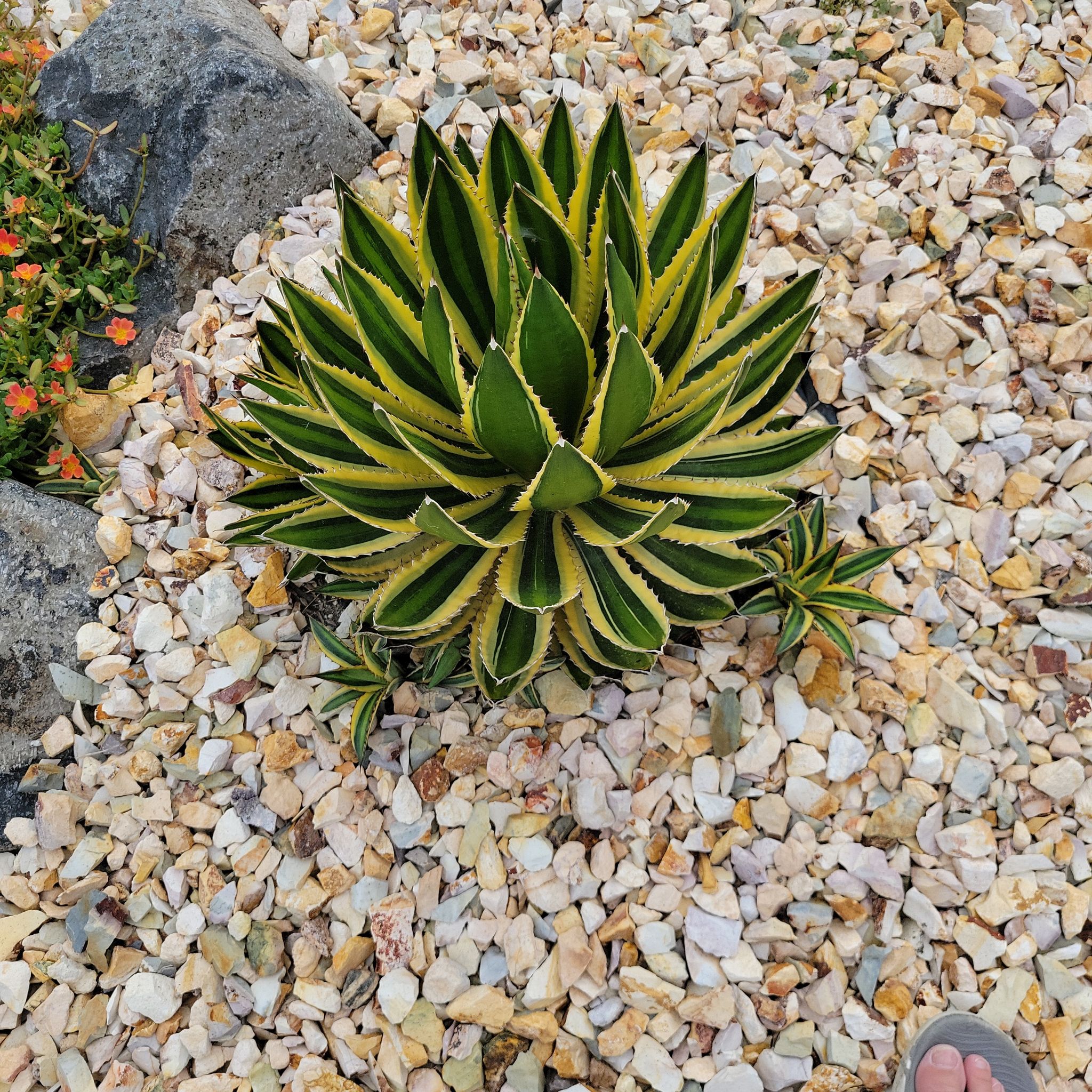 Thorn-Crested Century Plant in a rocky garden bed with healthy green leaves and yellow margins.