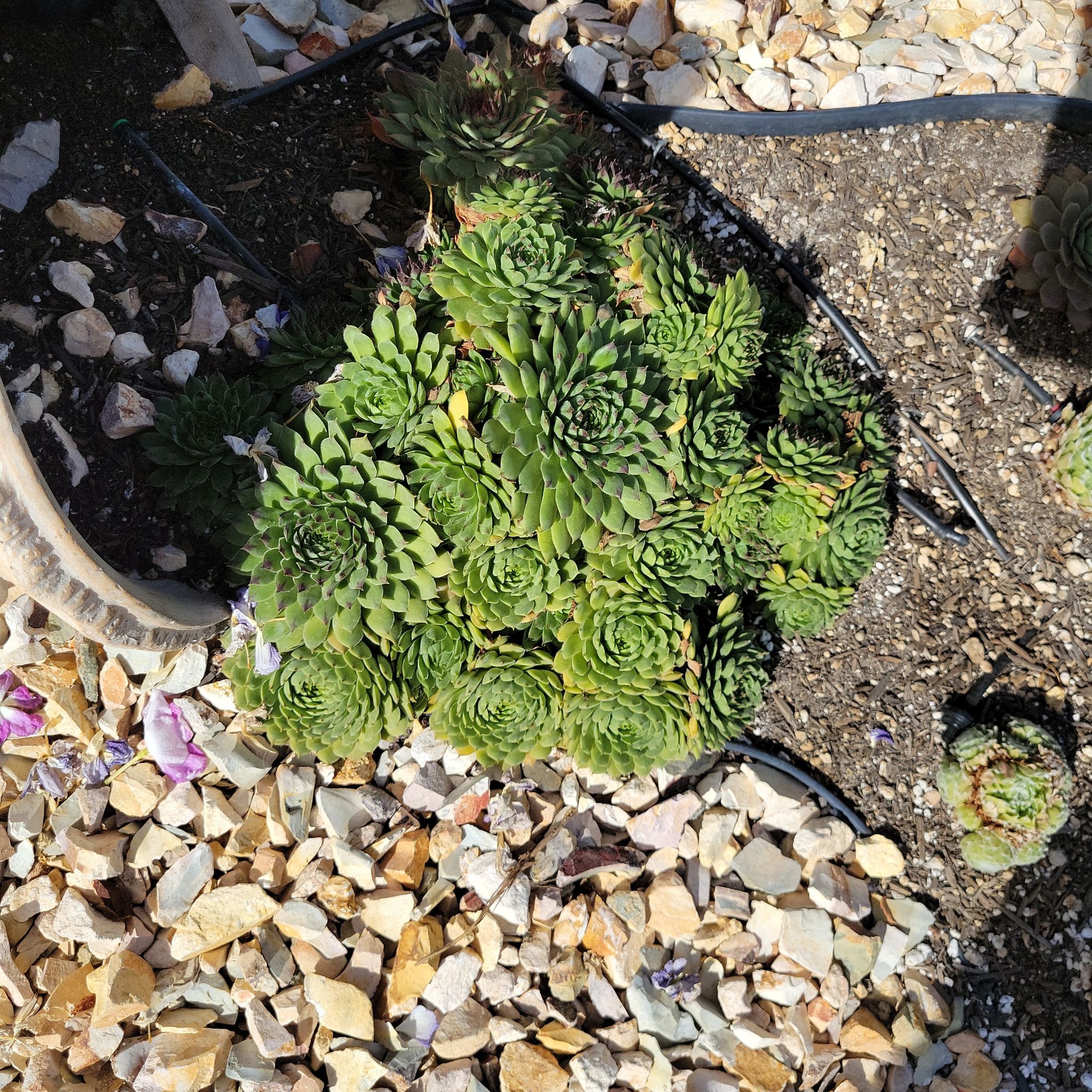 Photo of the plant species Appletini Hens and Chicks by @PunchyWoodsrose named McKinley on Greg, the plant care app