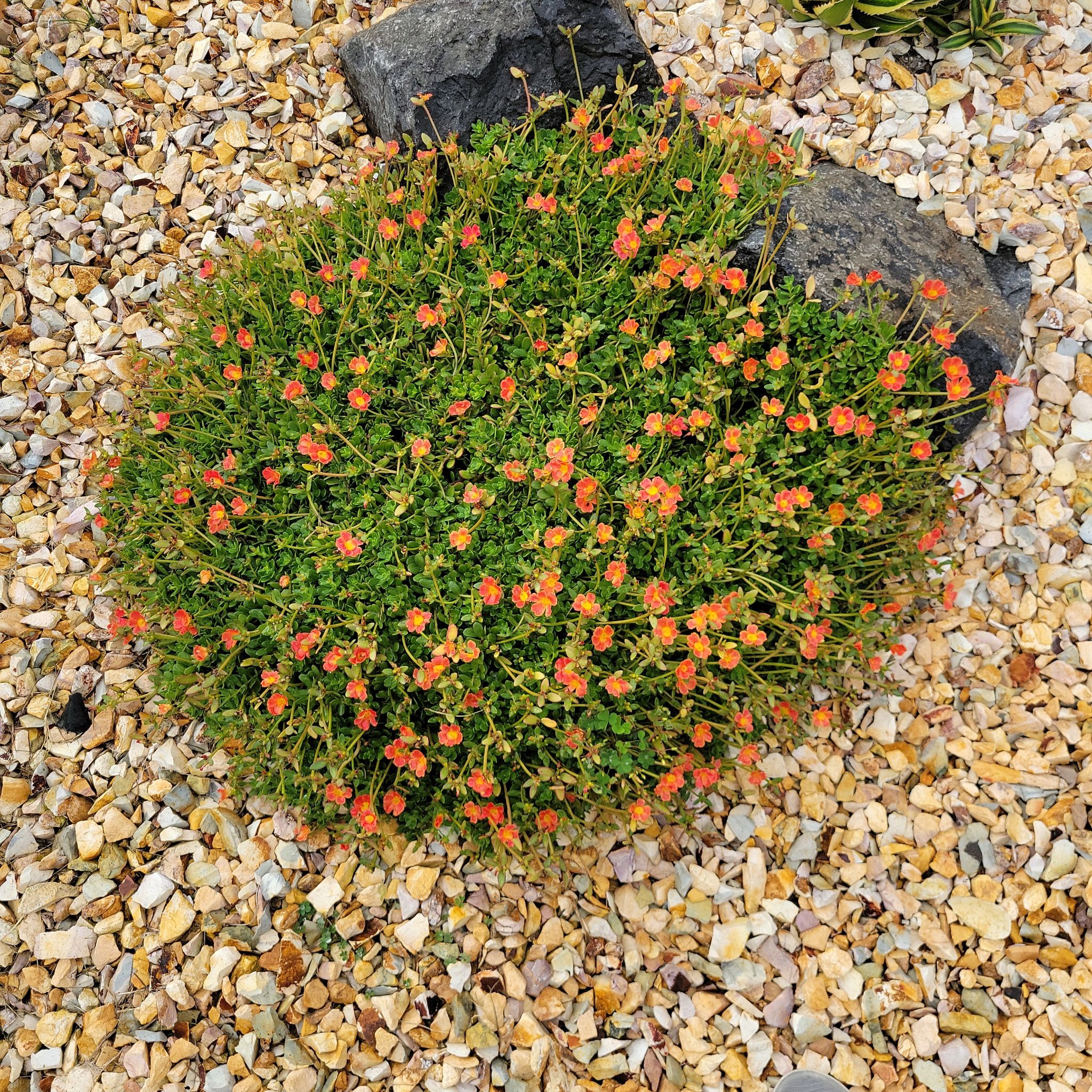 Treasureflower plant with numerous small orange flowers, well-framed and healthy.
