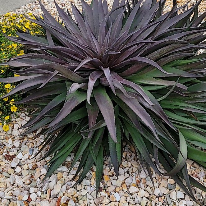 Photo of the plant species Mangave 'Red Wing' by @PunchyWoodsrose named Doja Cat on Greg, the plant care app