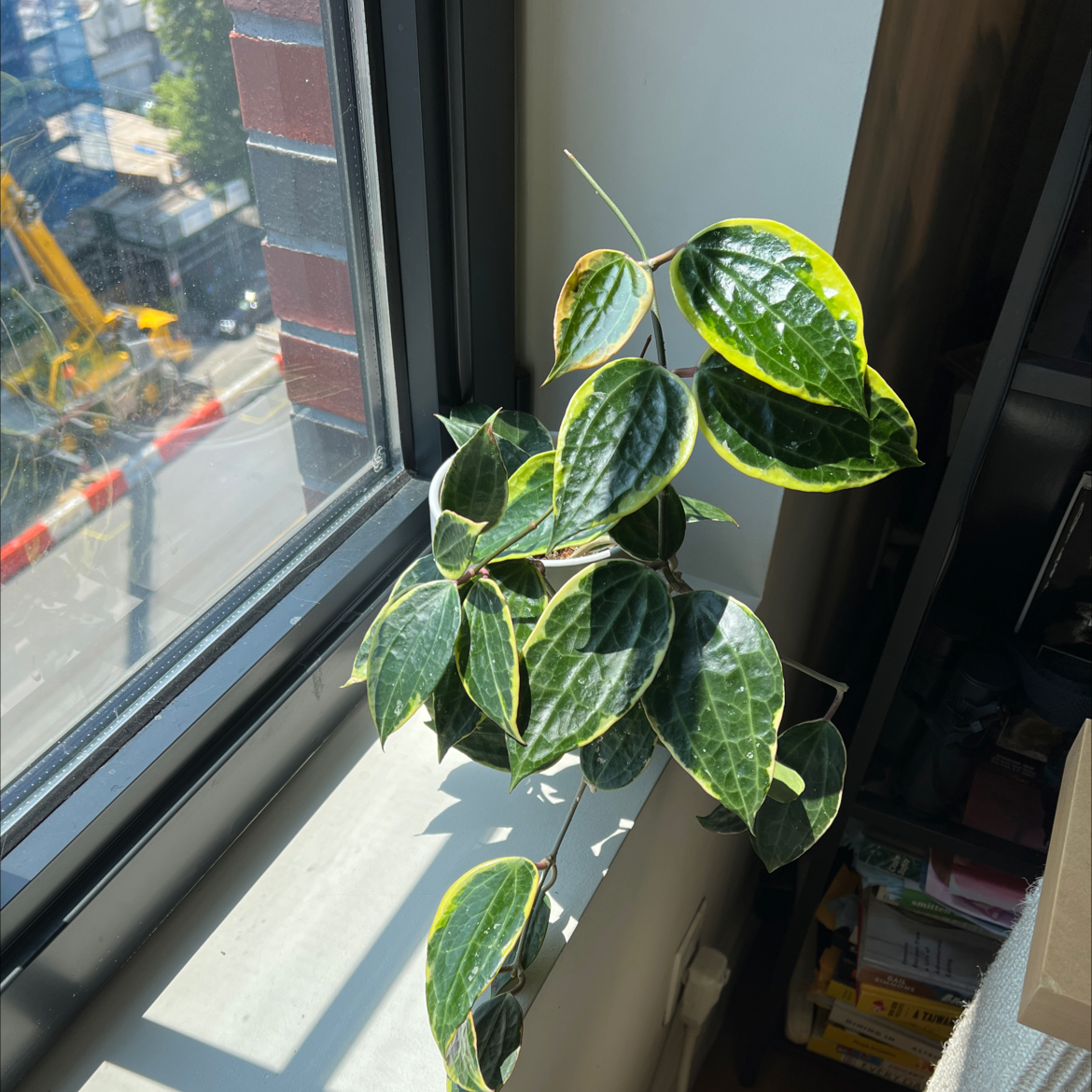 Hoya macrophylla plant on a windowsill with vibrant green leaves and some yellow edges.