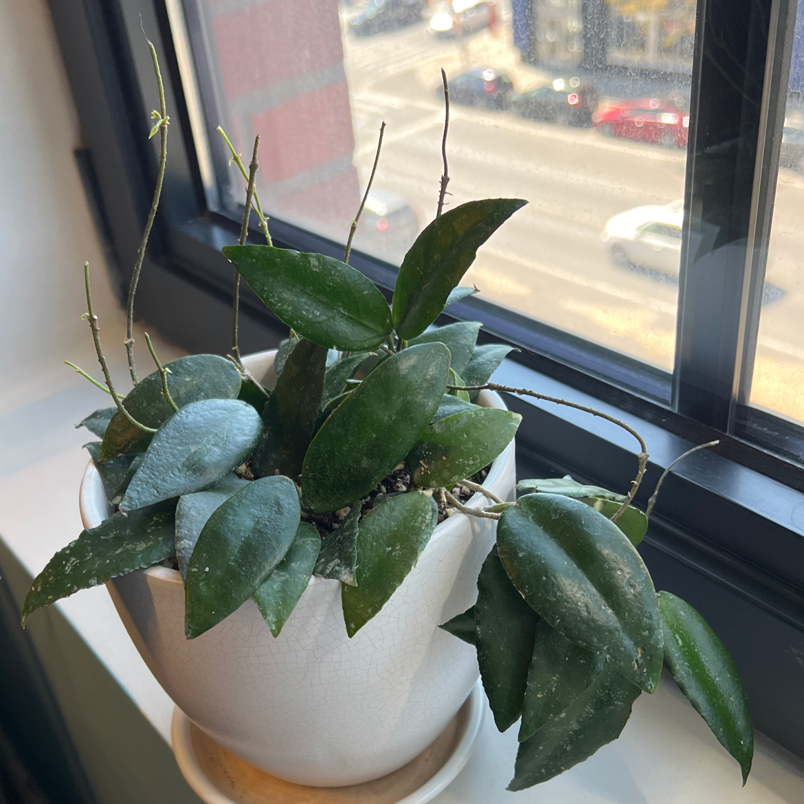 Photo of the plant species Hoya caudata Sumatra by @DisarmingRye named Doja Cat on Greg, the plant care app