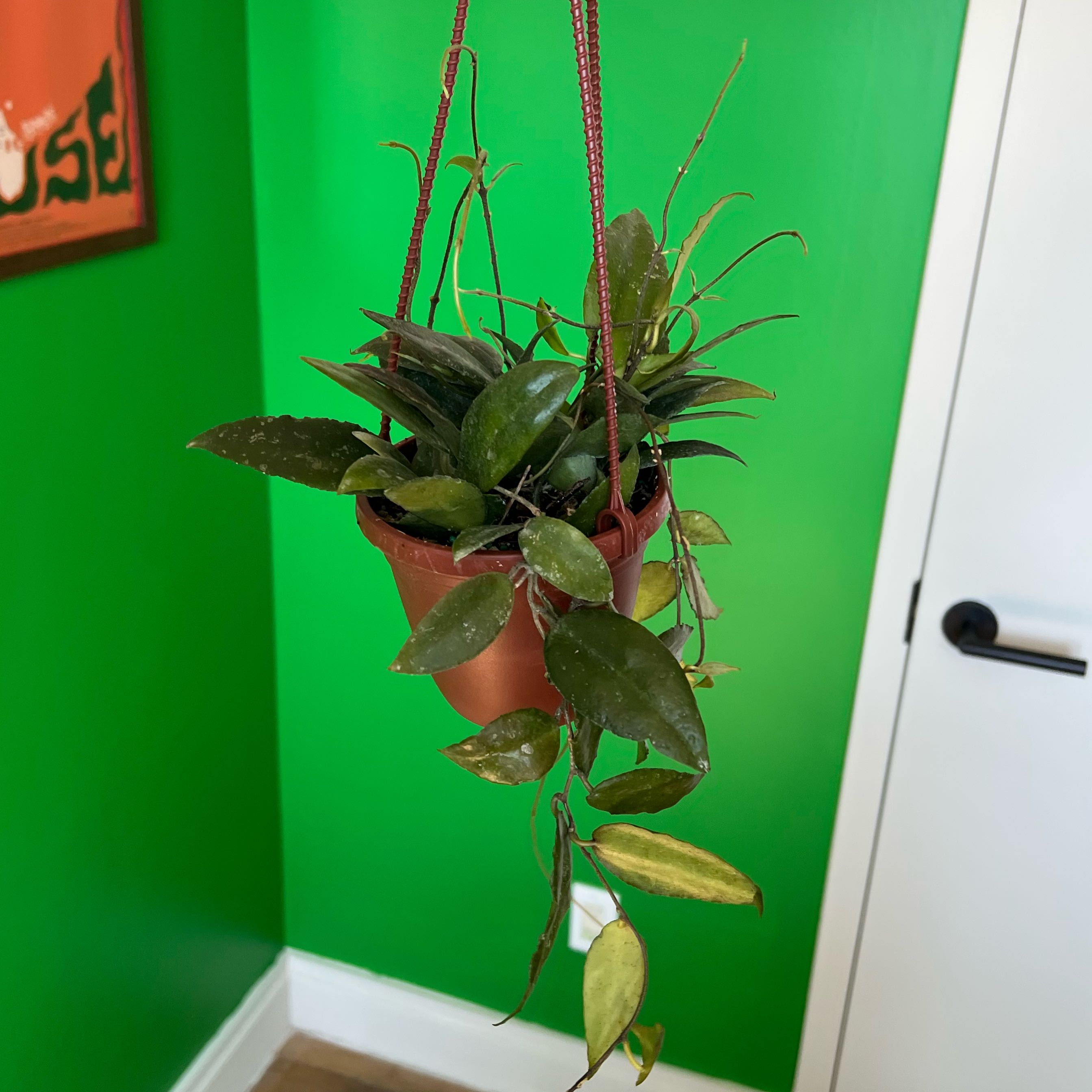 Photo of the plant species Hoya caudata Sumatra by @DisarmingRye named Doja Cat on Greg, the plant care app