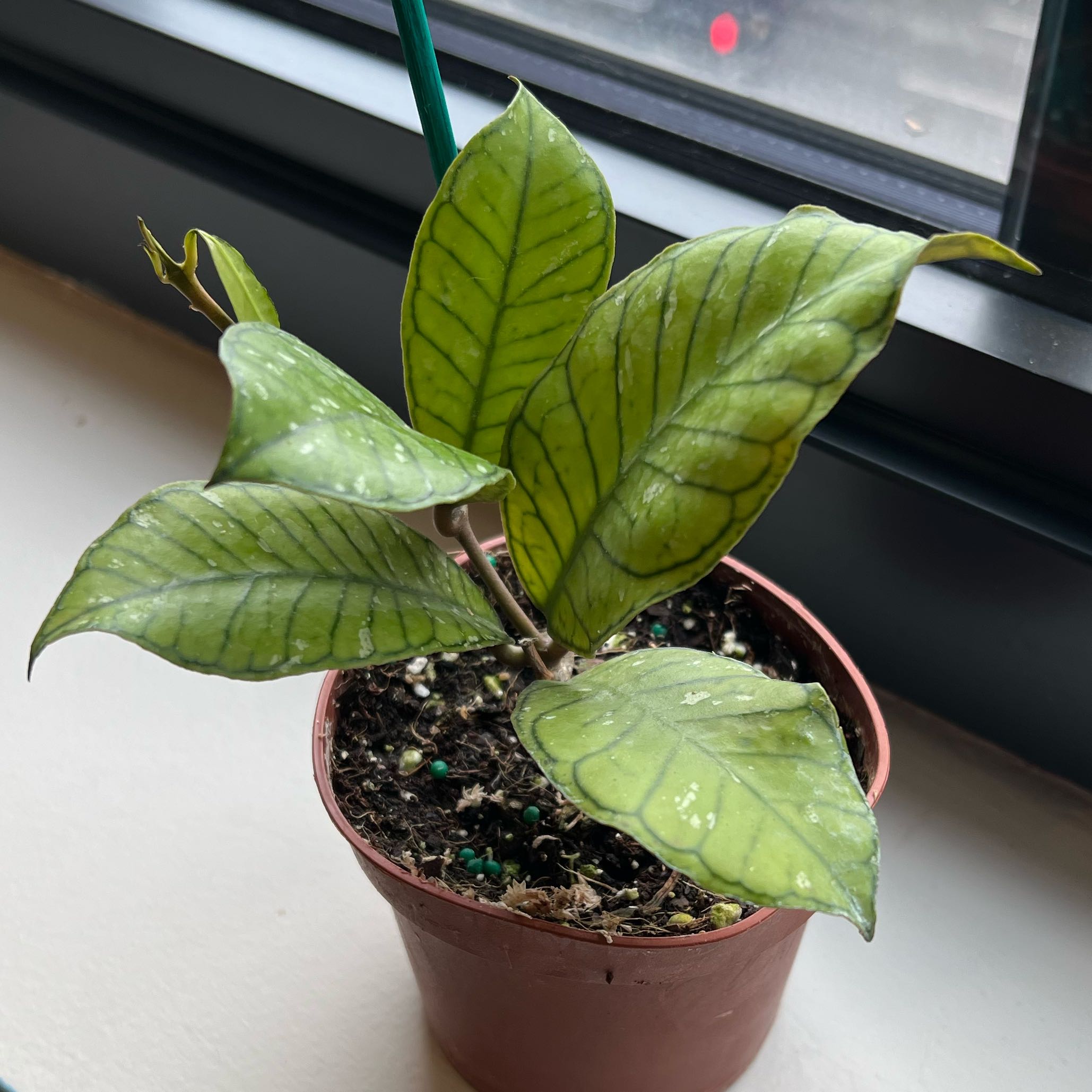 Photo of the plant species Hoya Gangung Gading by @DisarmingRye named Athena on Greg, the plant care app