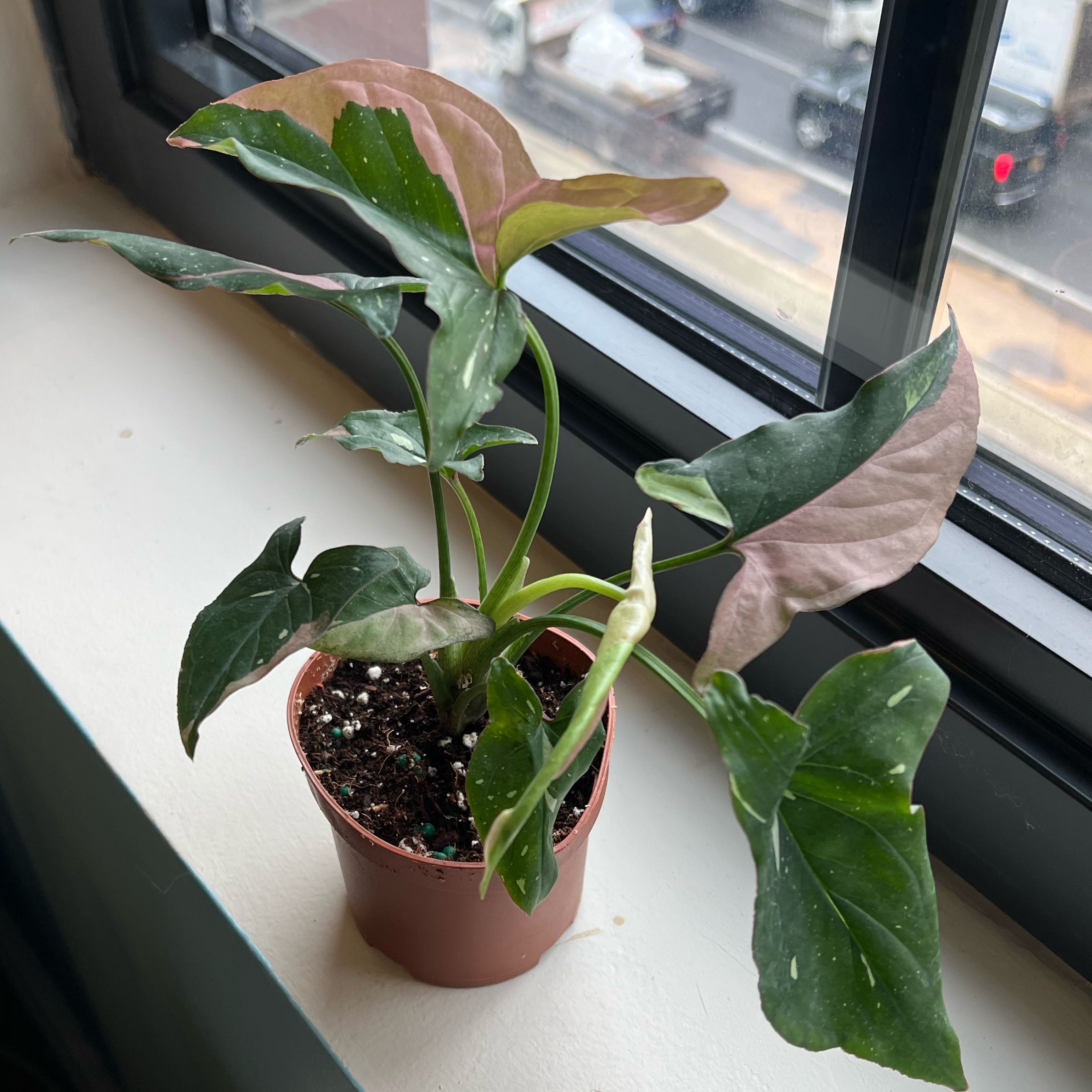 Photo of the plant species Syngonium by @DisarmingRye named Tricolor on Greg, the plant care app