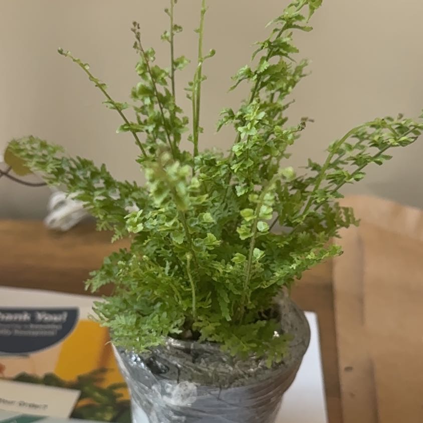Photo of the plant species Green Fantasy Fern by @PeppyCatmint named Winston on Greg, the plant care app