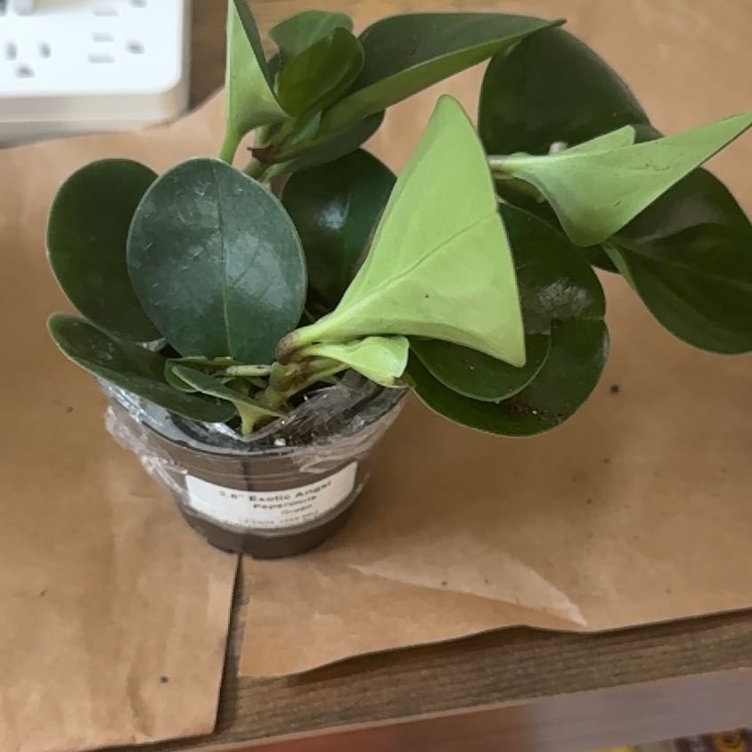 Photo of the plant species jade by @PeppyCatmint named Pepper Potts on Greg, the plant care app