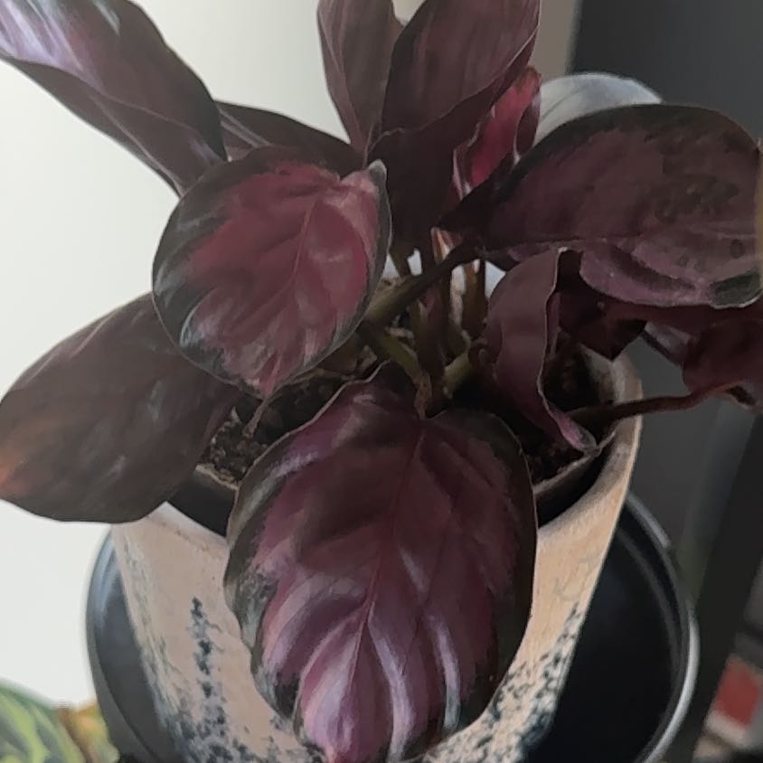 Photo of the plant species calathea rosy by @PeppyCatmint named Rose on Greg, the plant care app