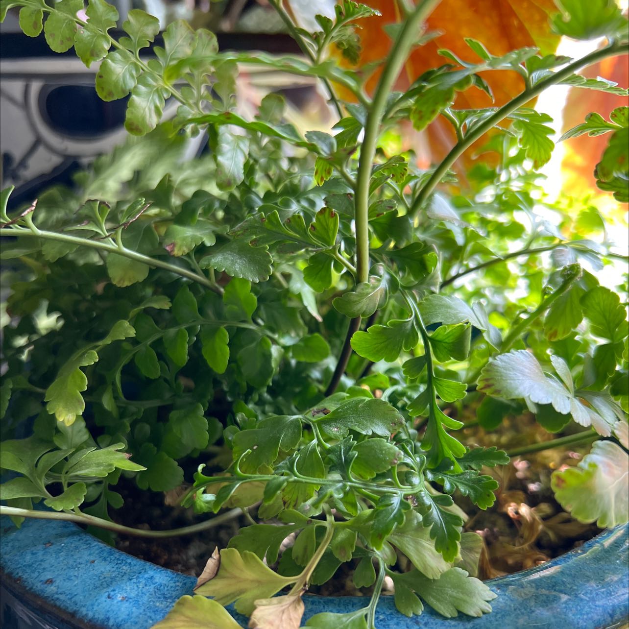 Austral Gem Fern in a blue pot with some yellowing and browning leaves at the base.