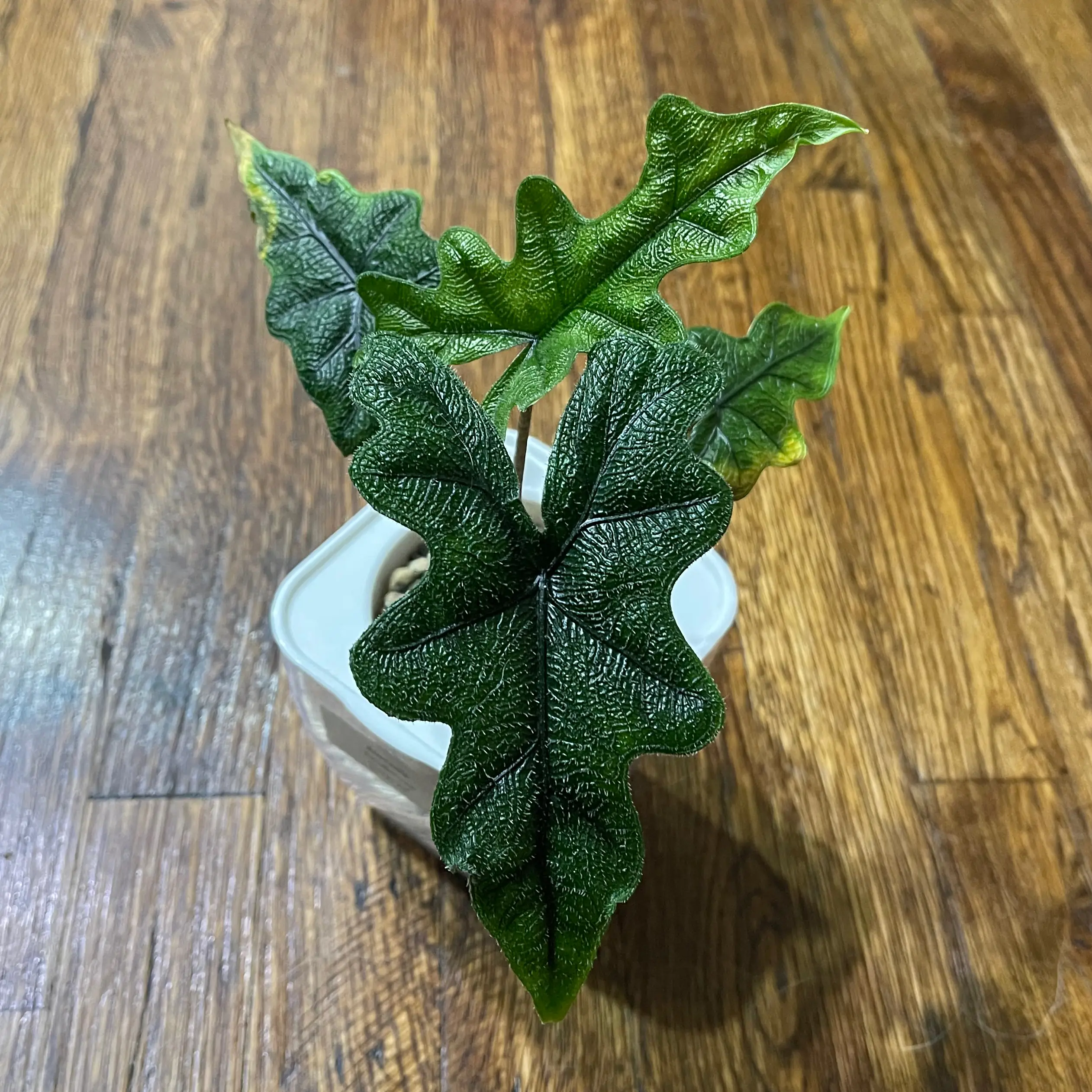Photo of the plant species Alocasia 'Jacklyn' by @Unclelobster named Your plant on Greg, the plant care app