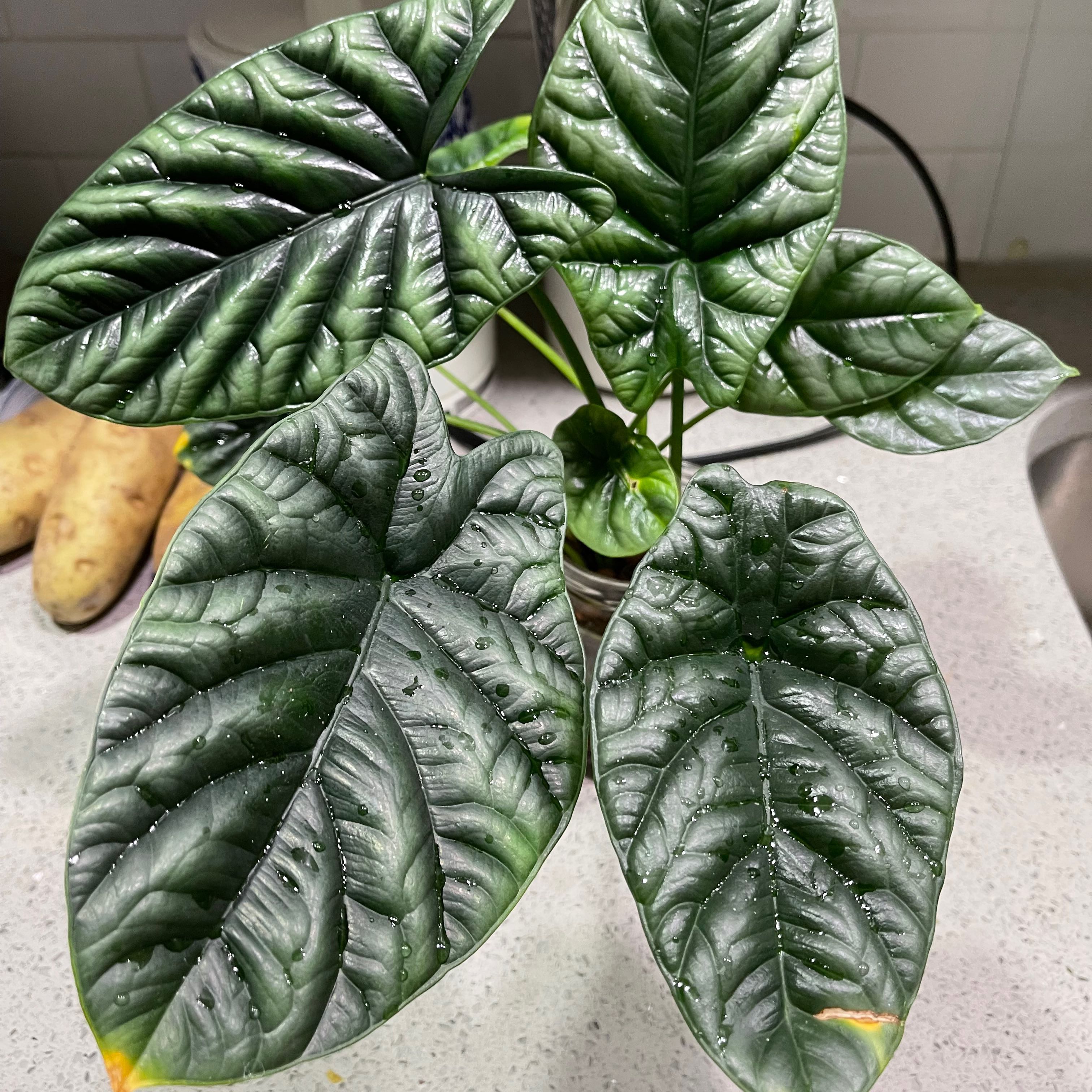 Jewel Alocasia plant with large, dark green leaves and prominent veins.