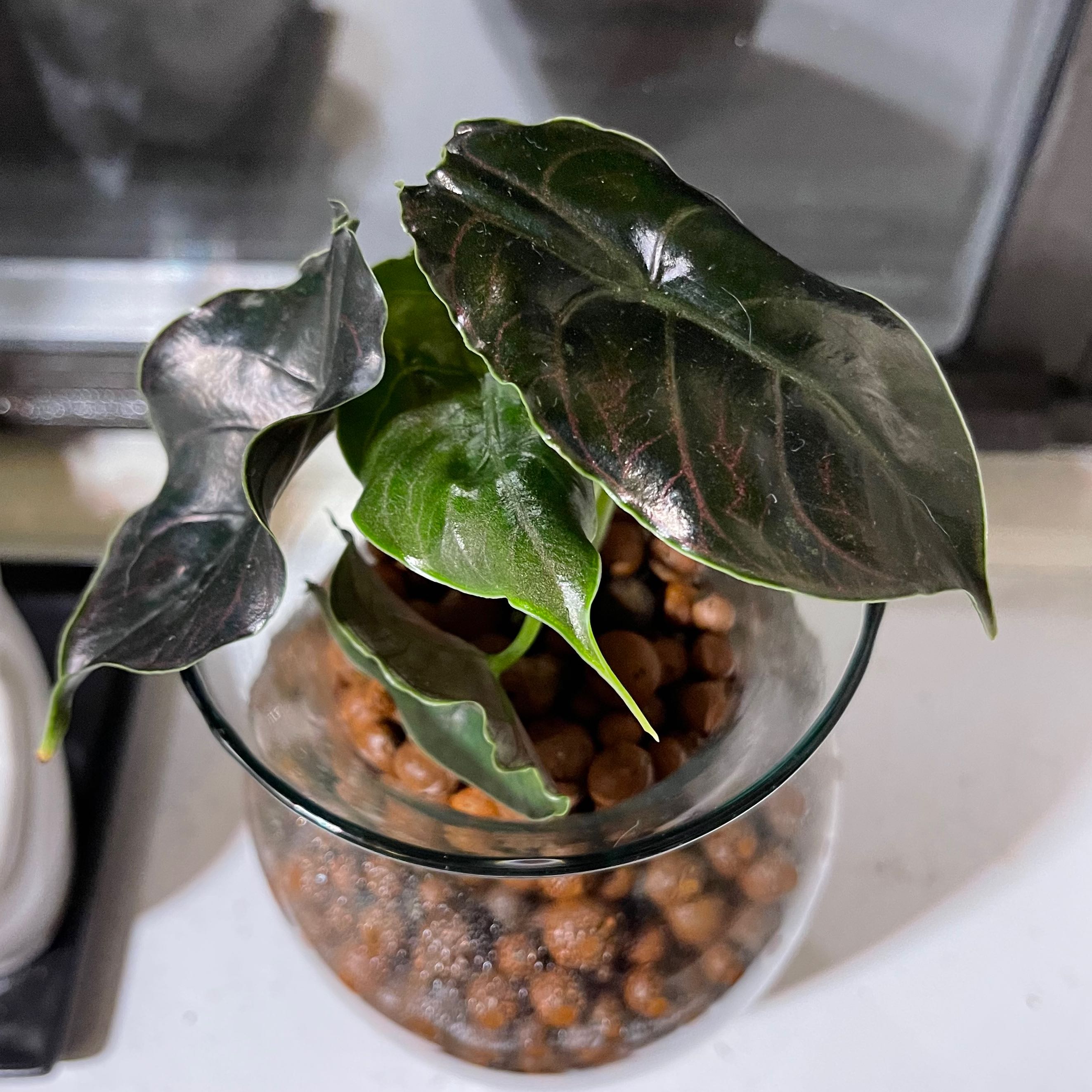 Red Mambo plant with dark green, glossy leaves in a glass container with clay pebbles.