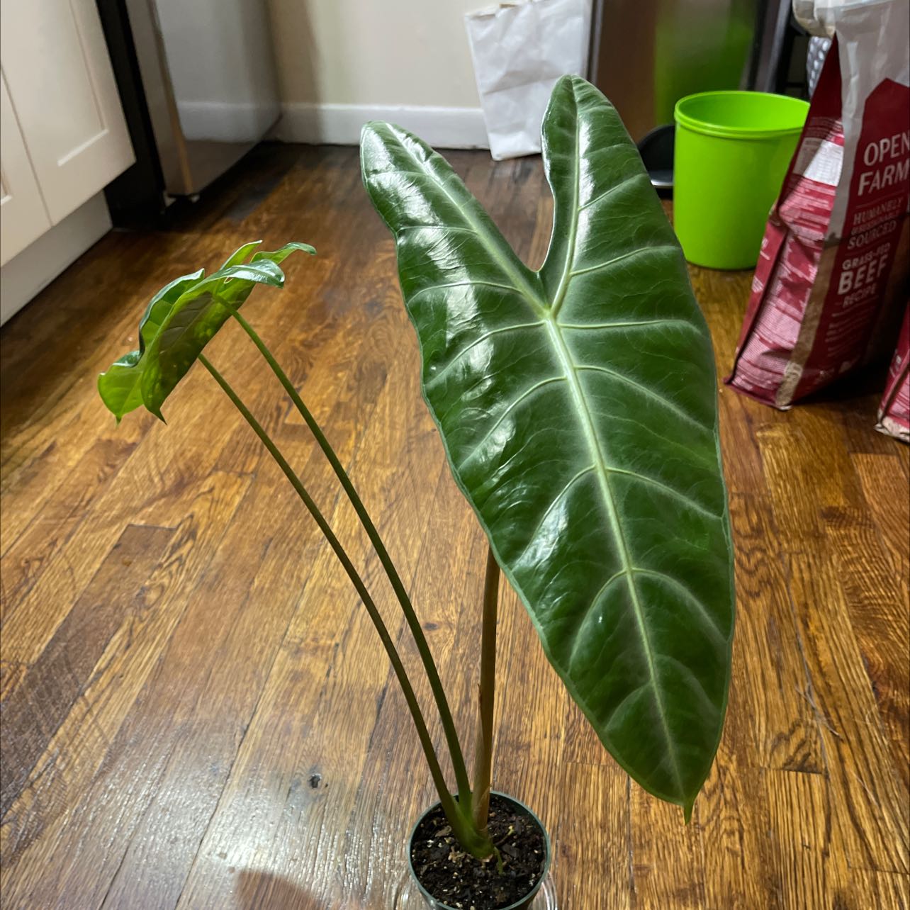 Healthy Alocasia longiloba plant with large, glossy leaves in a pot on a wooden floor.