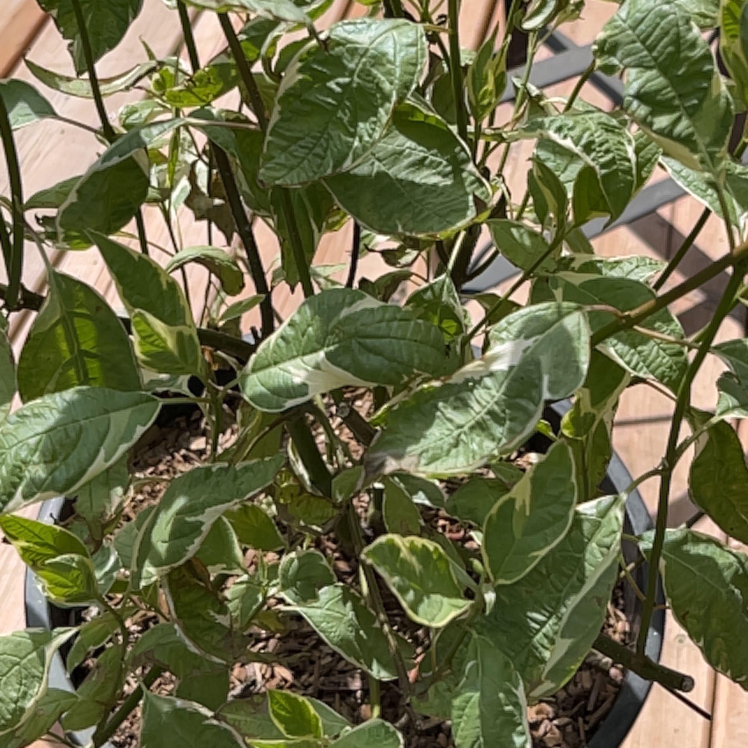 Photo of the plant species Dogwood by @SilkyWildyam named Tree Diddy on Greg, the plant care app