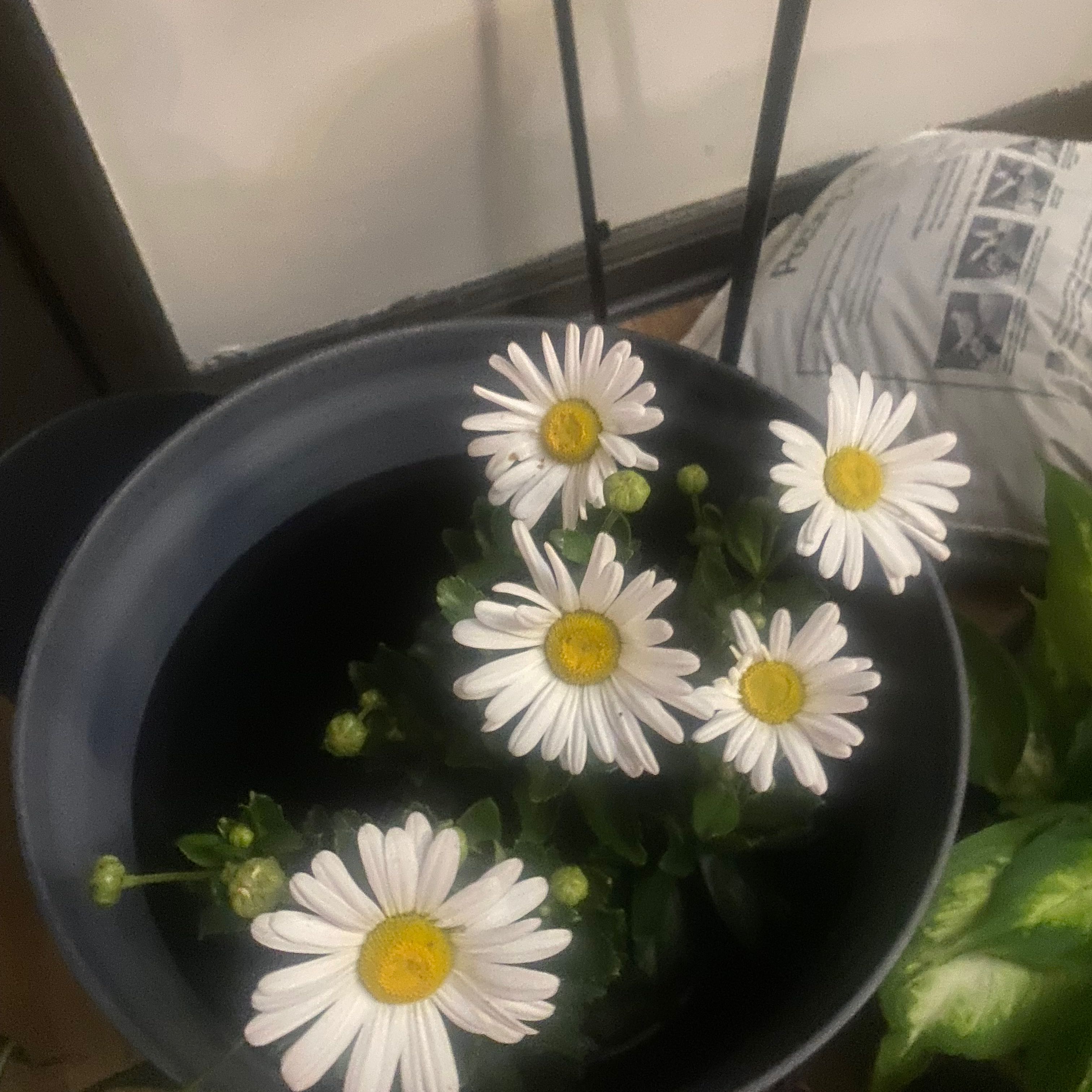 Photo of the plant species Montauk daisy by @ClimbingPomelo named Girlfrond on Greg, the plant care app