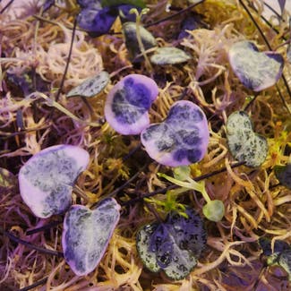 String of Hearts plant in North Pole, Alaska