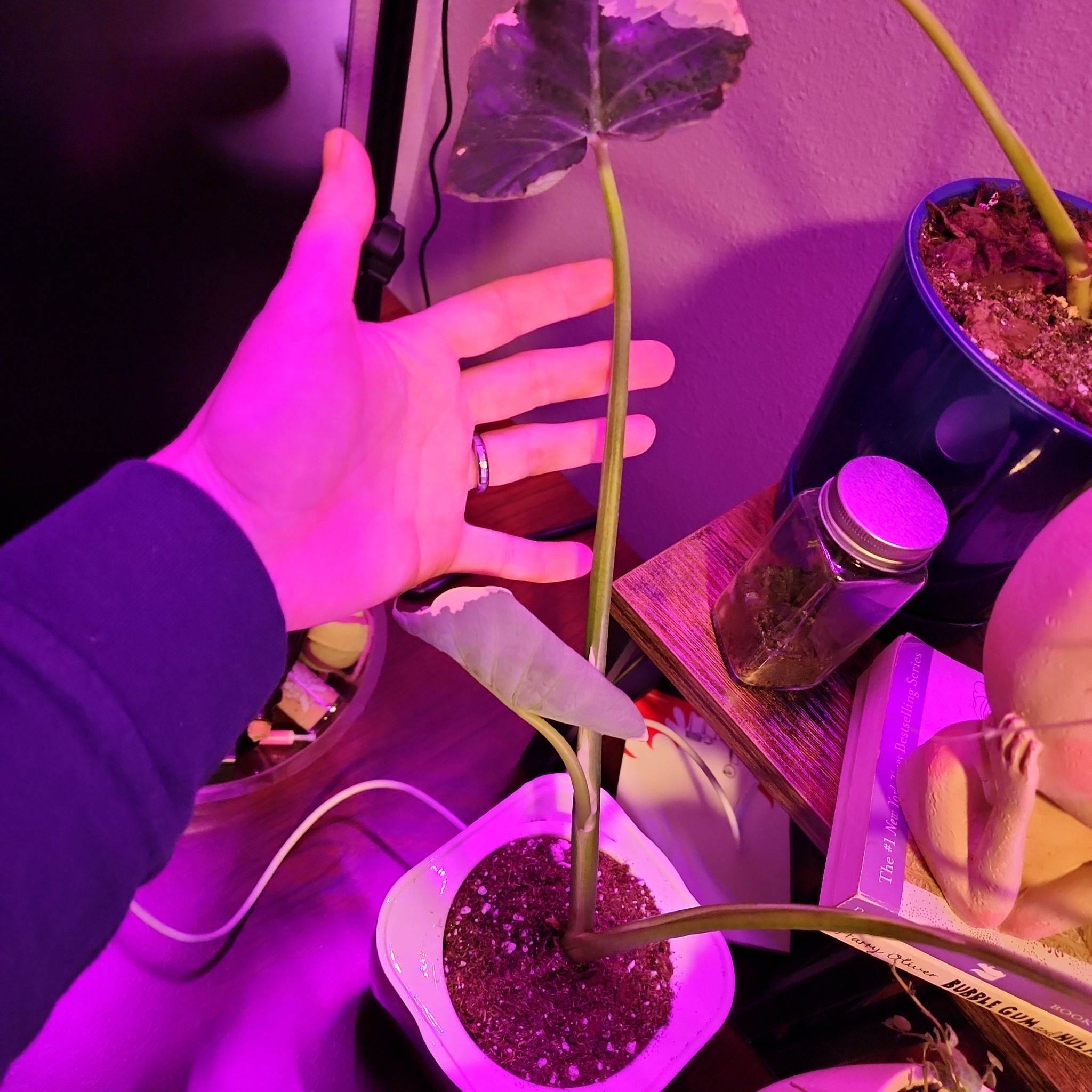 Mickey Mouse Taro plant in a pot with visible soil and a hand indicating leaf size.