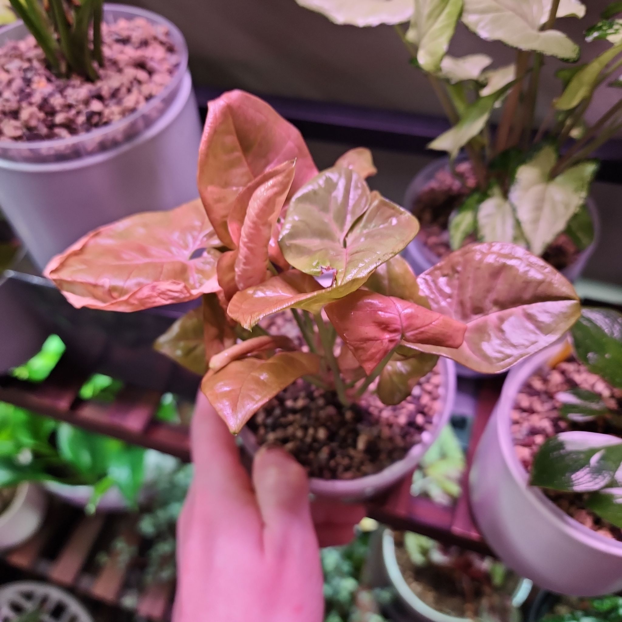 Pink Arrowhead Vine plant in a pot, held by a hand, with other plants in the background.