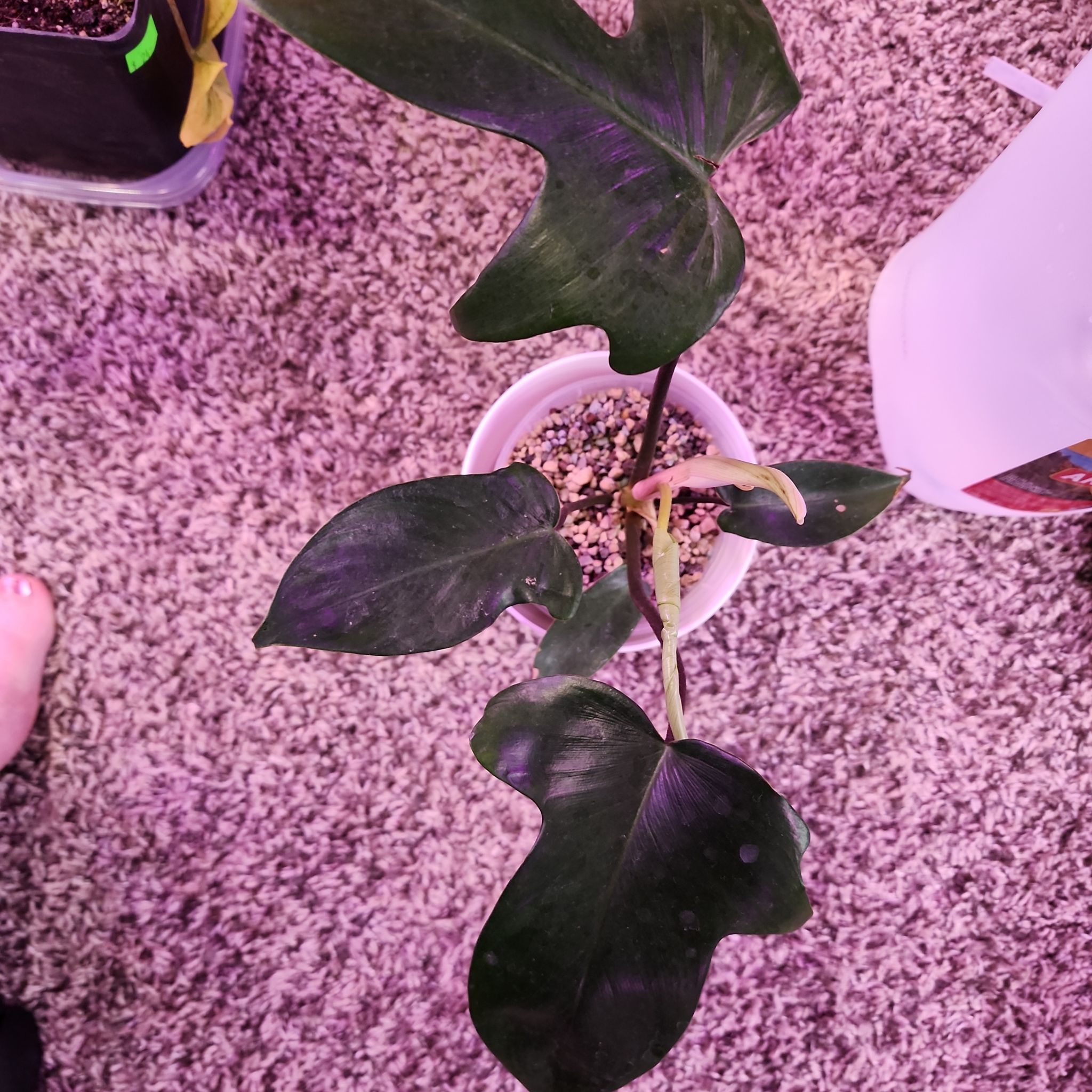 Philodendron panduriforme plant in a pot with visible soil, well-framed and healthy.