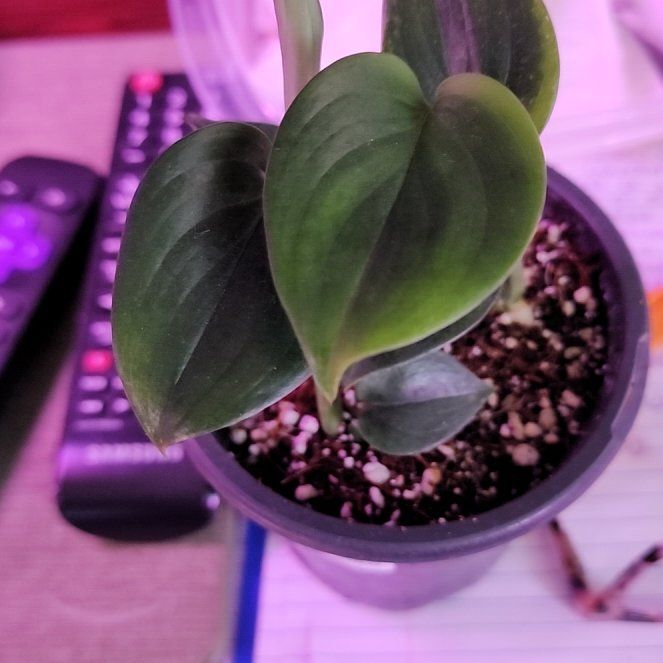 Photo of the plant species Blue Satin Scindapsus by @ShadesofGreen named Luca on Greg, the plant care app