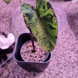 Taro 'Mojito' plant