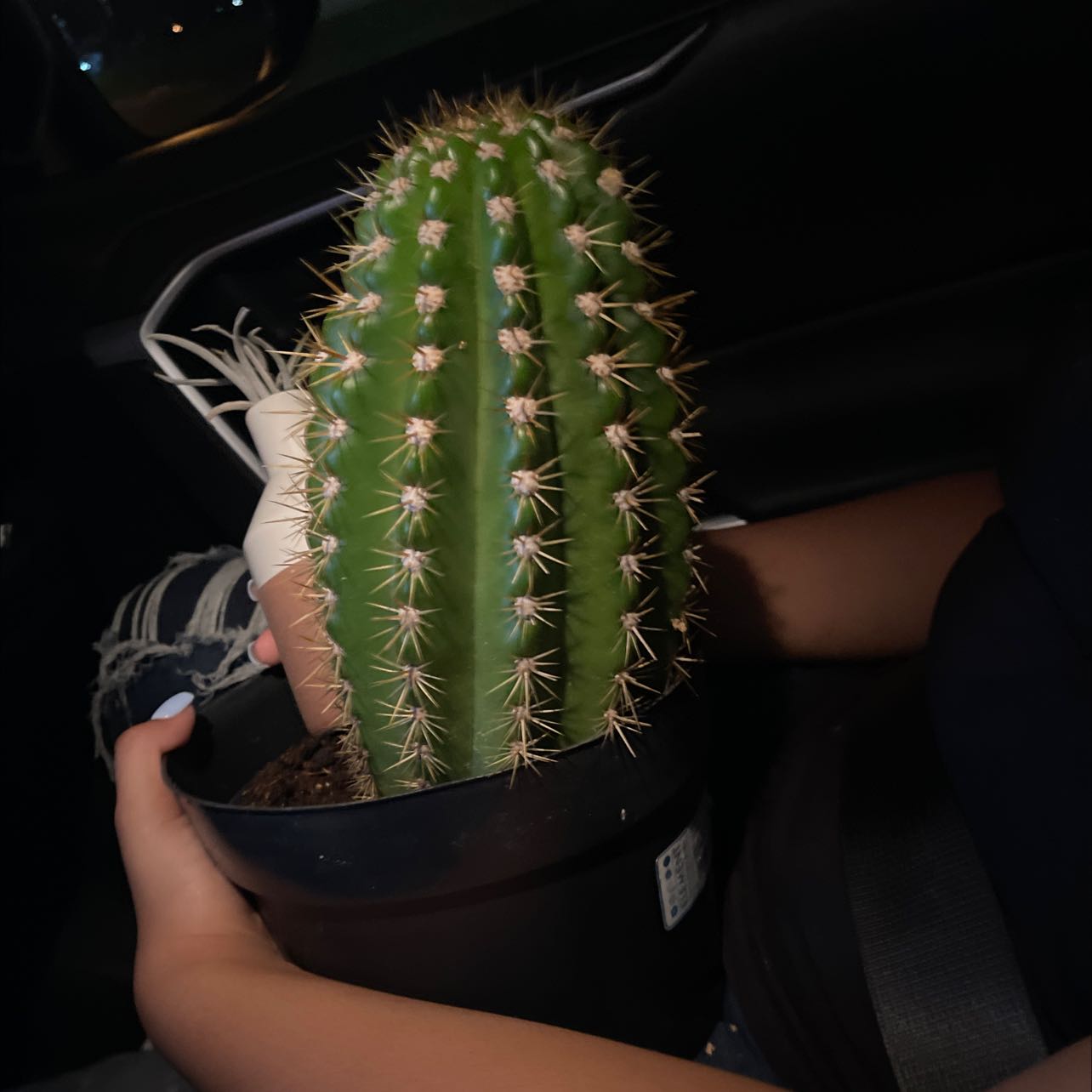 A healthy Sun Goddess Barrel Cactus held by a person, with visible spines and soil.