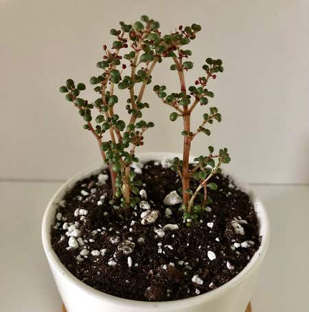 Photo of the plant species Pilea serpyllacea 'Globosa' by @SnappyPipevine named Your plant on Greg, the plant care app