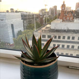 Agave 'Blue Glow' plant in London, England