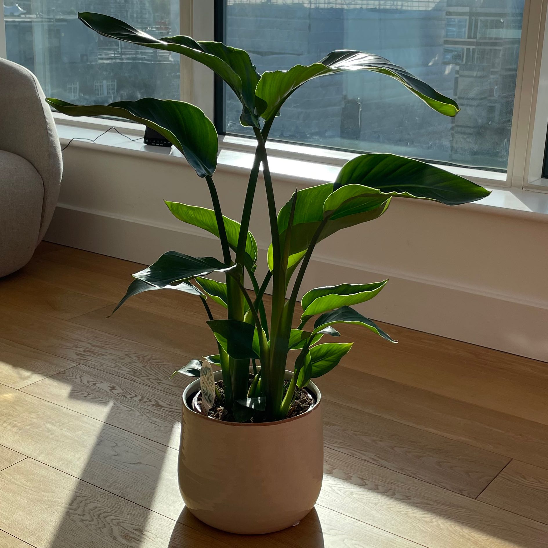 Photo of the plant species White Bird of Paradise by @Leclerc named Your plant on Greg, the plant care app