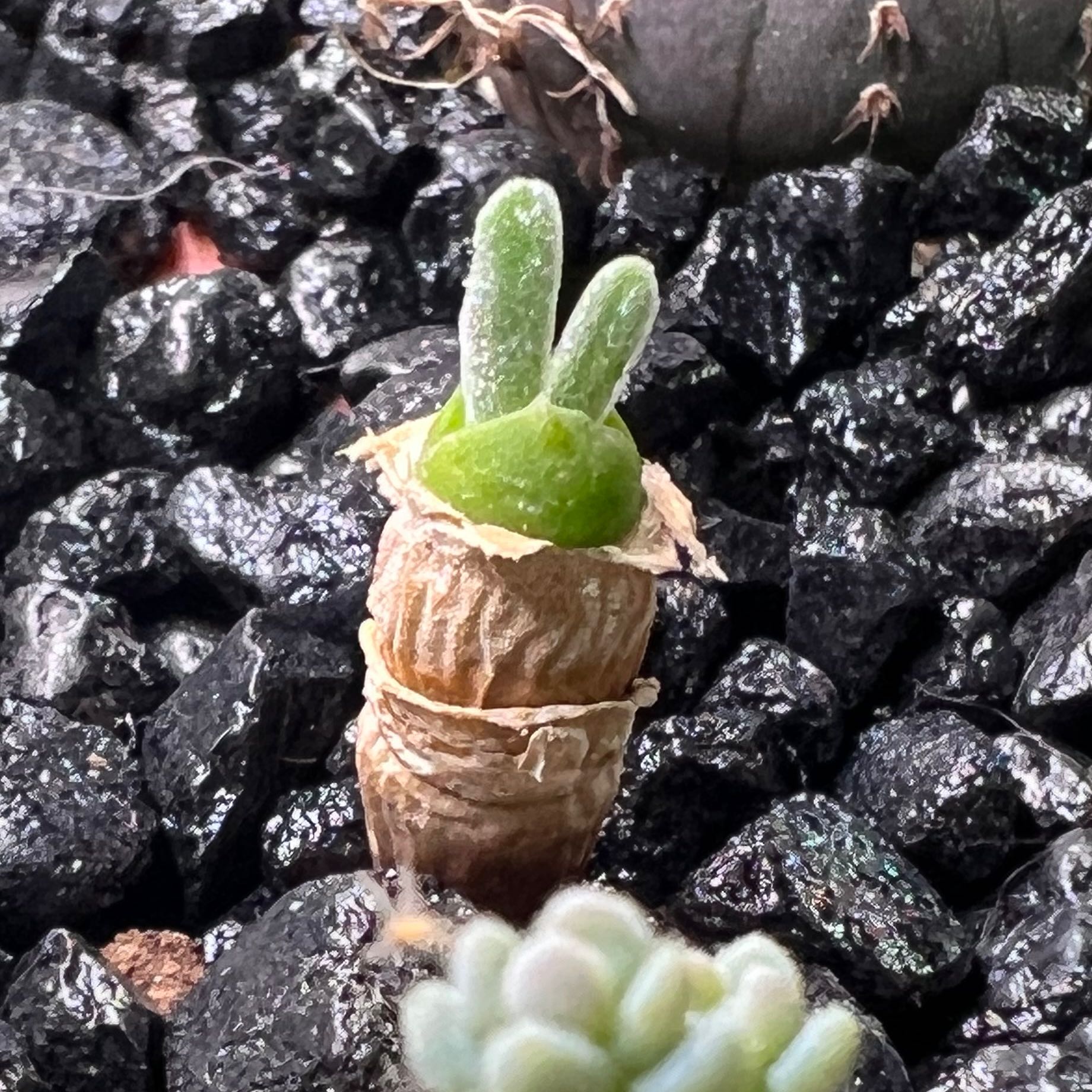 Photo of the plant species Bunny Ear Succulent by @thankyouyeshua named Monilaria Moniliformis on Greg, the plant care app