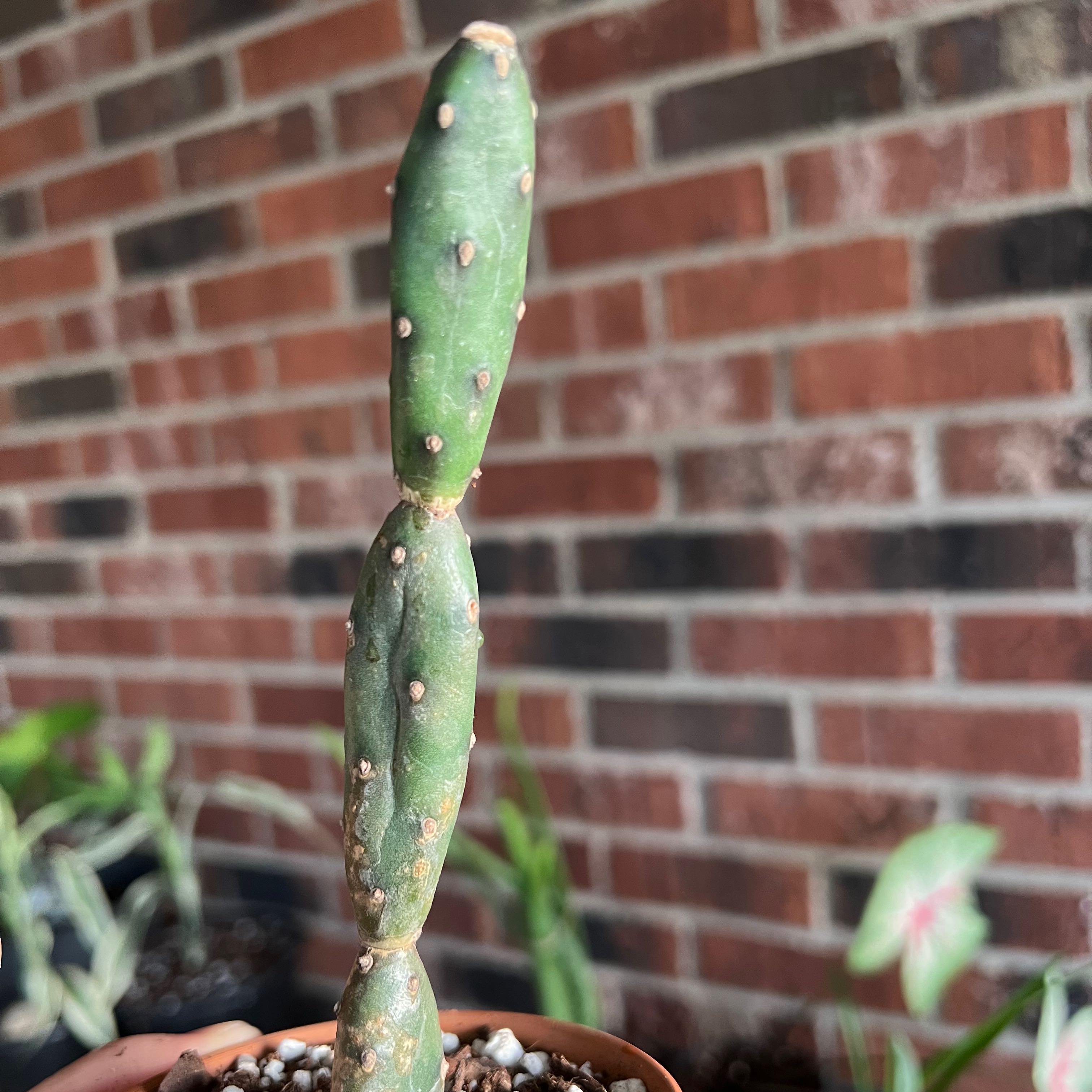 Photo of the plant species Angel wing's cactus by @thankyouyeshua named Opuntia Canterai on Greg, the plant care app