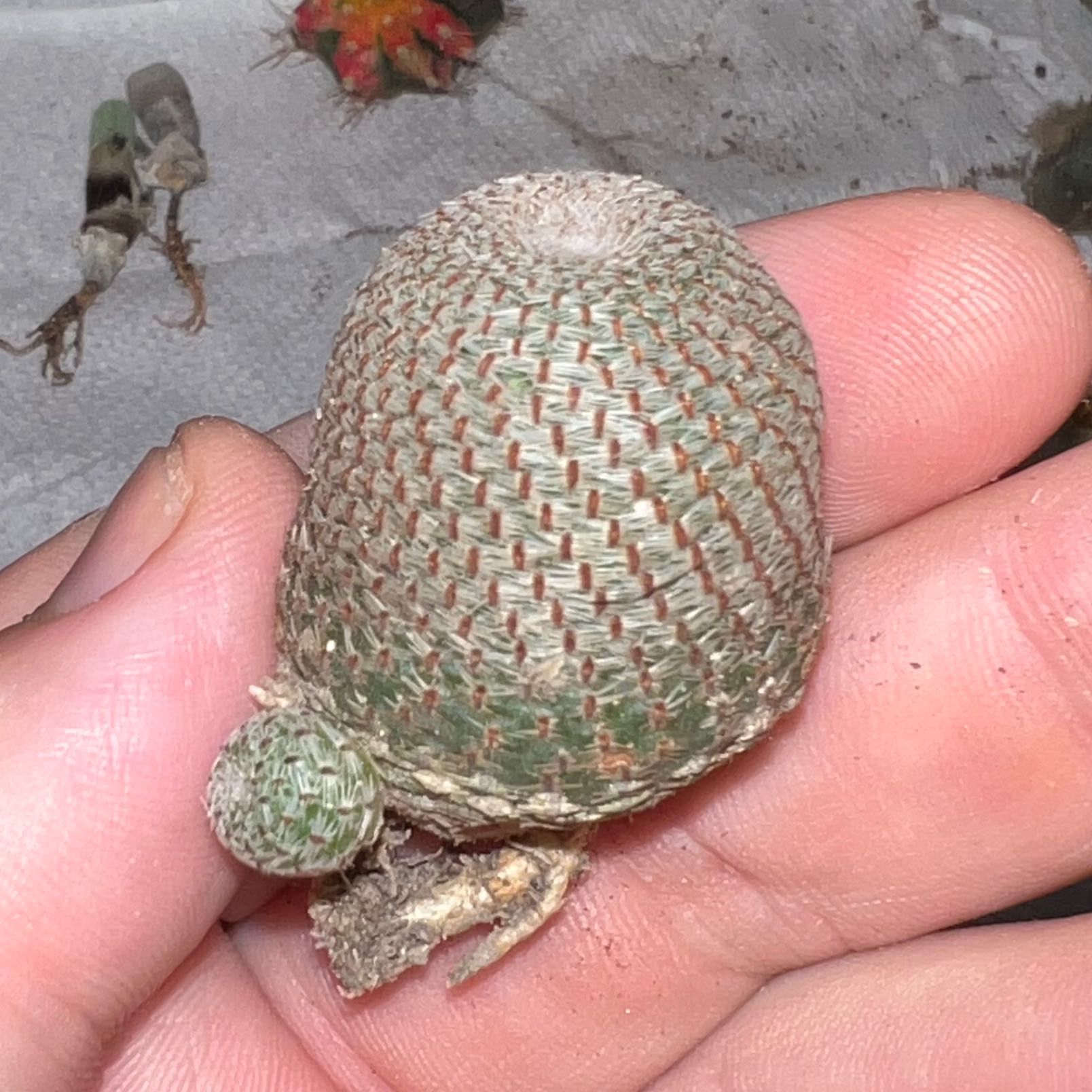 Photo of the plant species Rebutia heliosa by @thankyouyeshua named Rebutia Heliosa on Greg, the plant care app