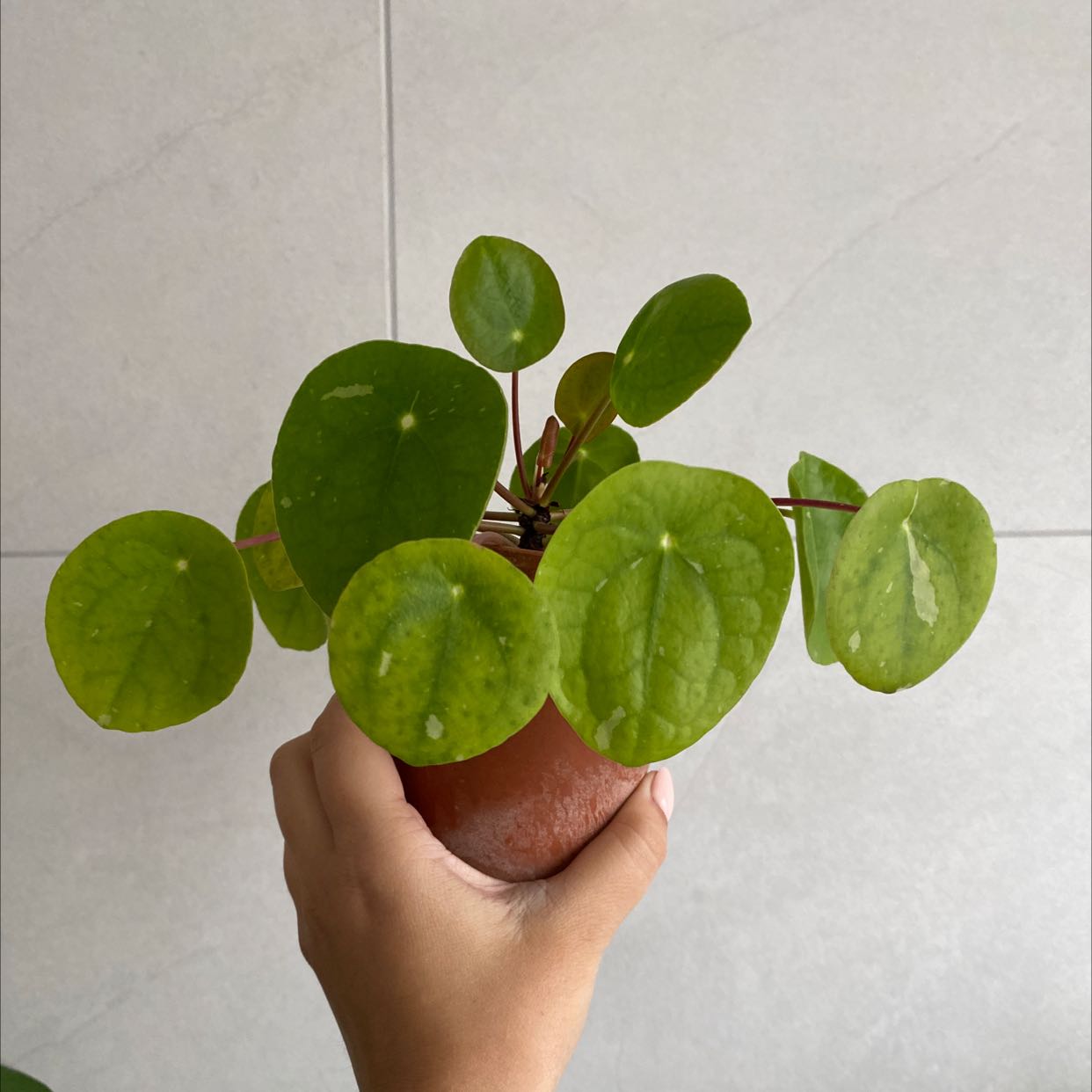 Photo of the plant species Pilea Splash by @MasterPothos named Splash momma on Greg, the plant care app