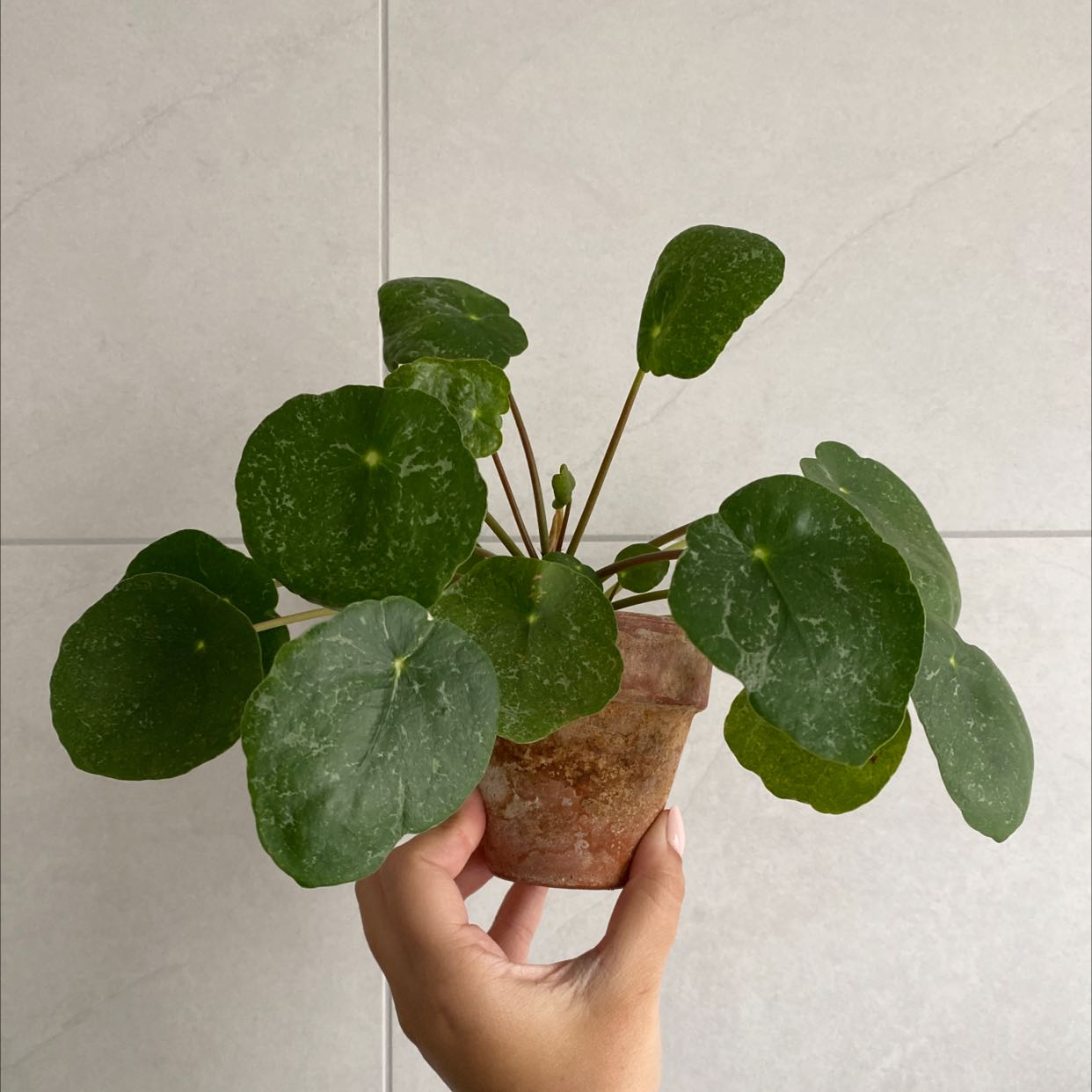 Photo of the plant species Pilea Sugar by @MasterPothos named Sugar momma on Greg, the plant care app