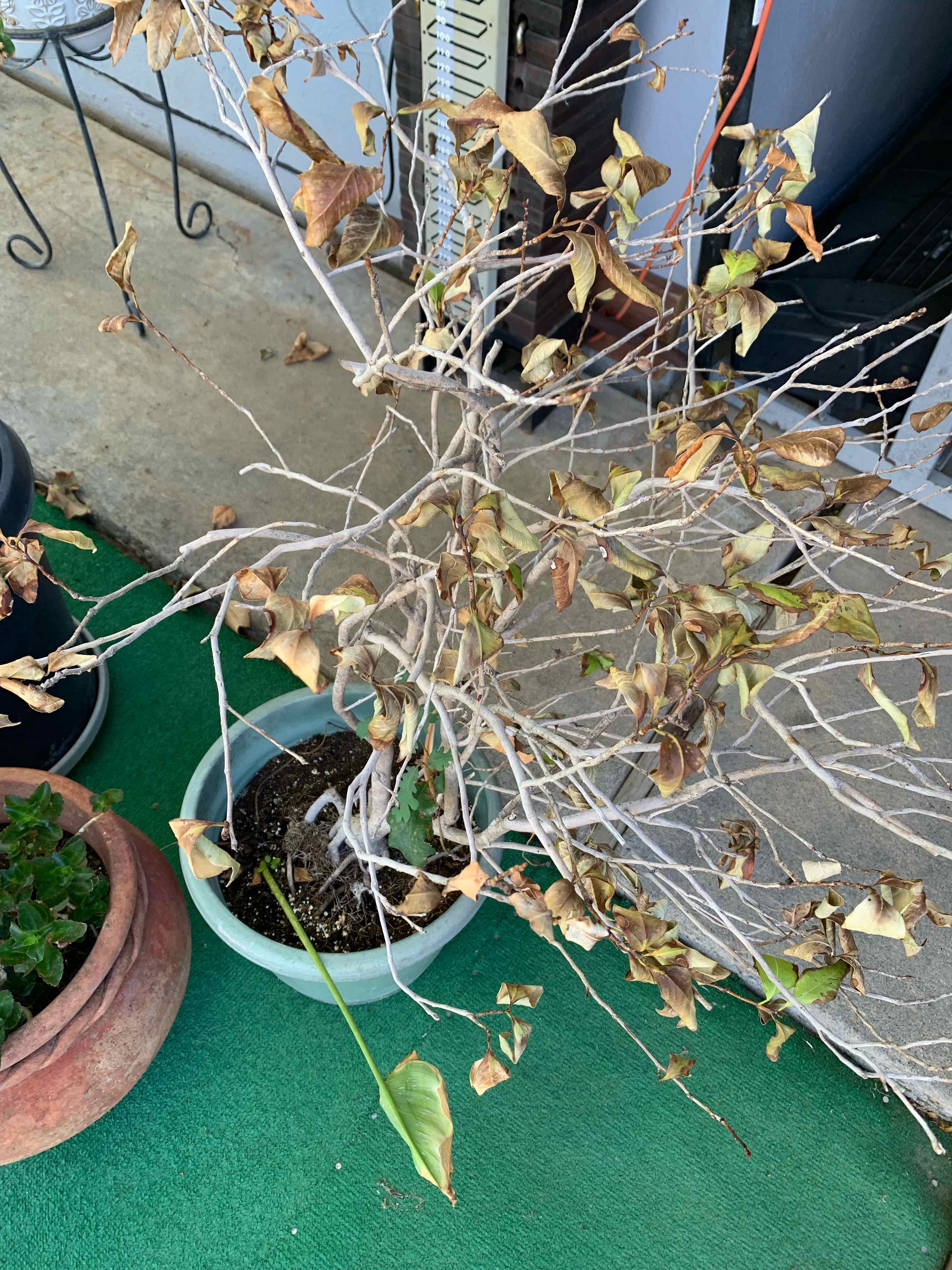 Plant care for Firecracker Plant on Greg, the plant care app