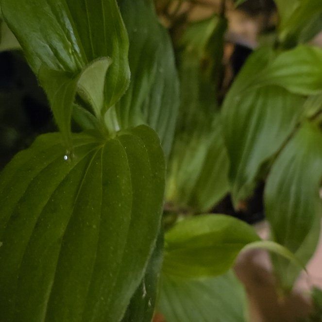 Photo of the plant species Toad Lily by @Greenwitchhaven named Zion on Greg, the plant care app