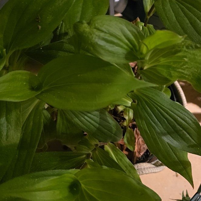 Photo of the plant species Toad Lily by @Greenwitchhaven named ChloroPhil on Greg, the plant care app