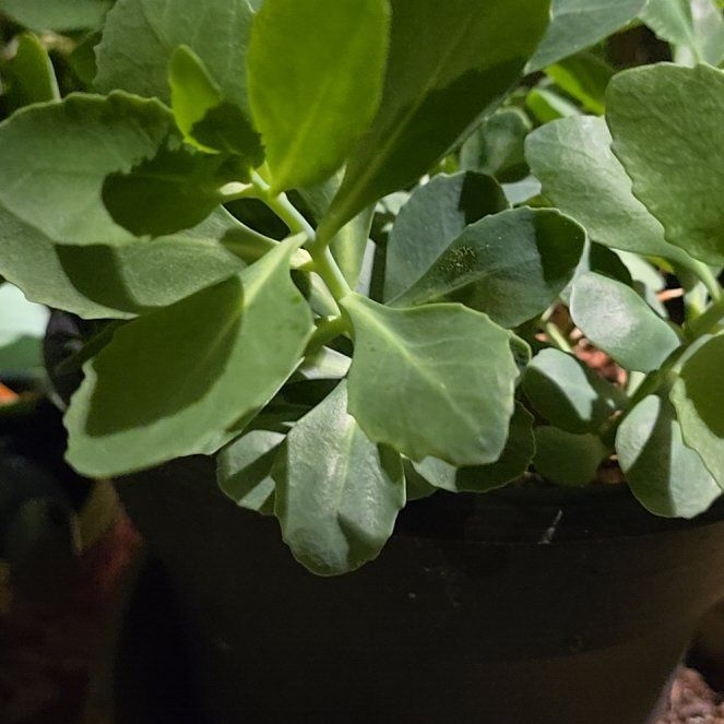 Photo of the plant species Live Forever Stonecrop by @Greenwitchhaven named Delilah on Greg, the plant care app