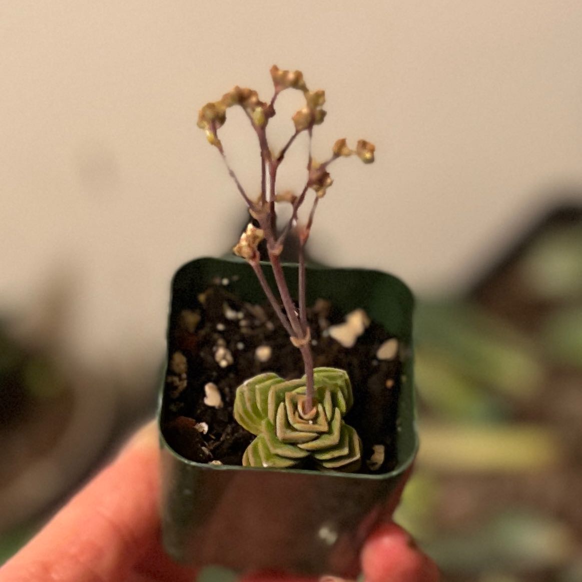 Photo of the plant species Crassula 'Dorothy' by @TooManyZs named Your plant on Greg, the plant care app