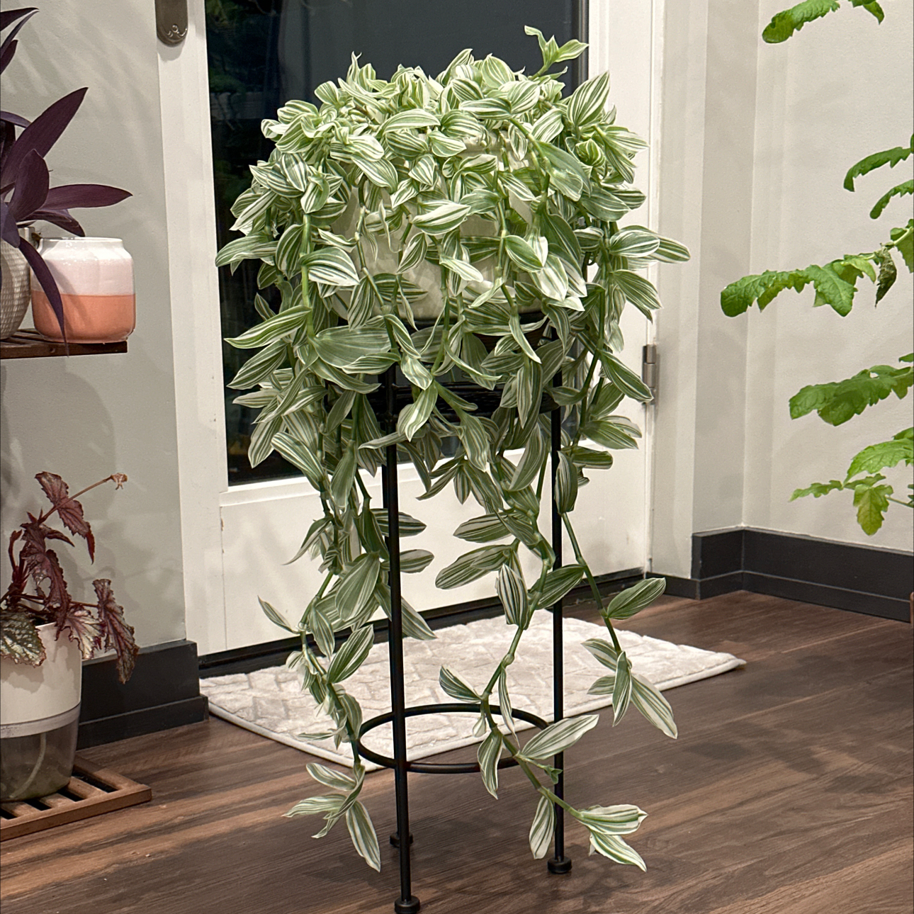 Tradescantia albiflora 'Albovittata' plant indoors on a stand, healthy with vibrant leaves.