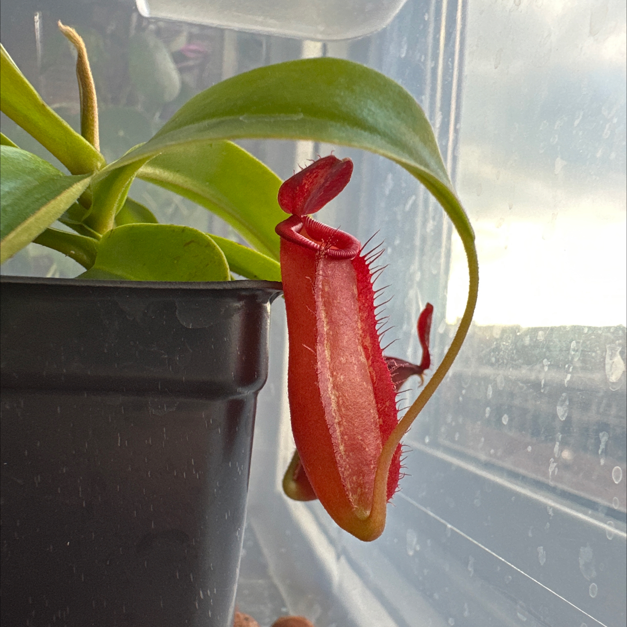 Photo of the plant species Nepenthes 'Diana' by @PlantInSanity named Dirty Diana on Greg, the plant care app