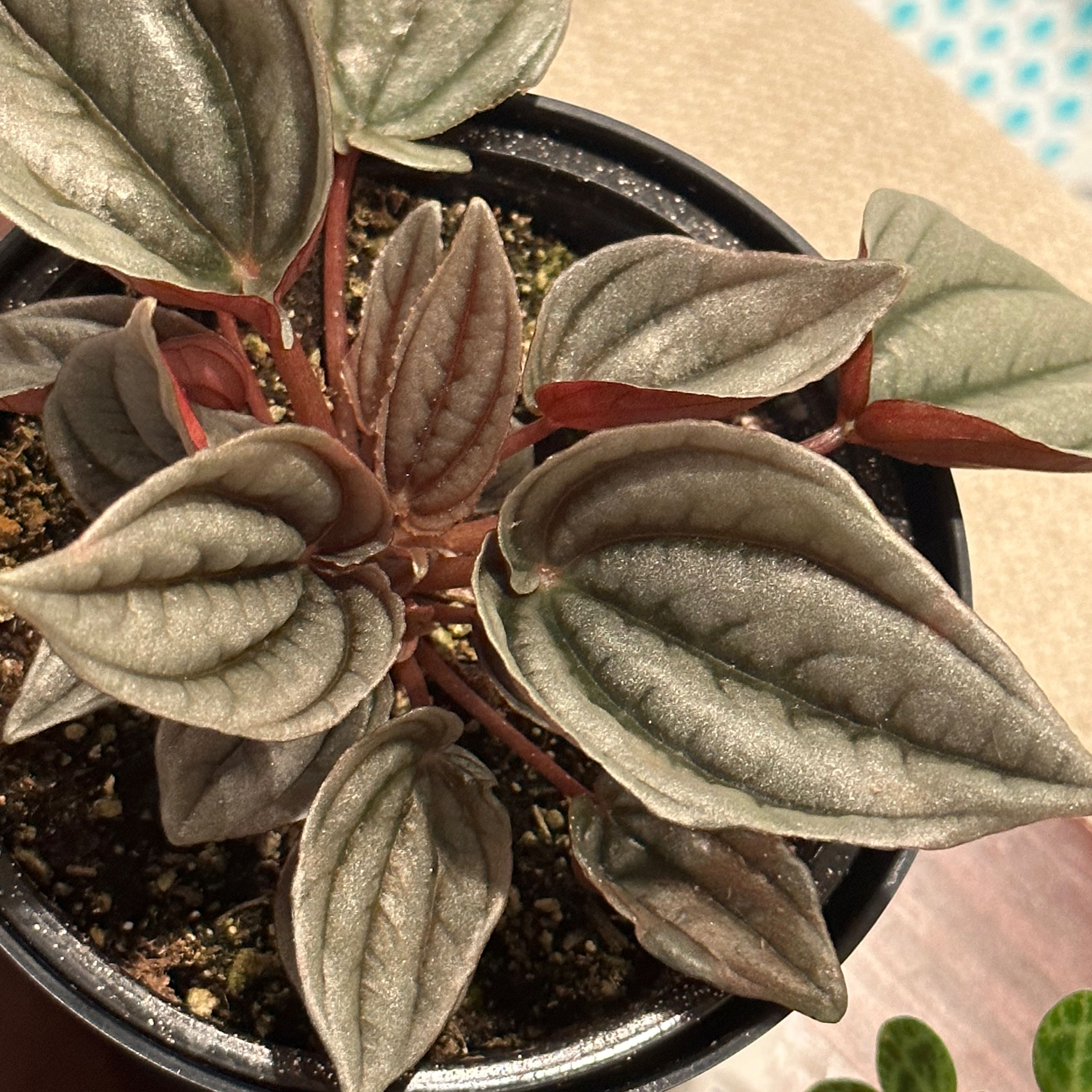 Photo of the plant species Peperomia 'Dragon Skin' by @PlantInSanity named Dr. Pepper on Greg, the plant care app
